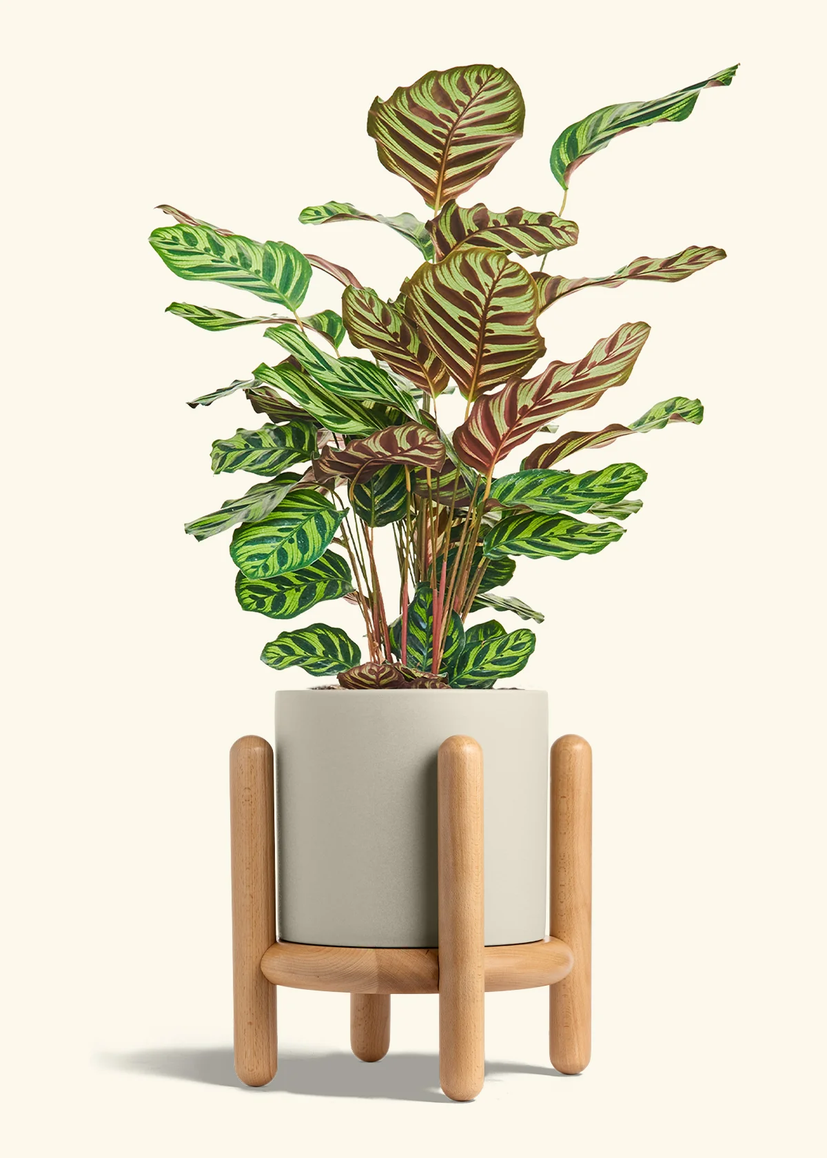 Peacock Plant - Image 83