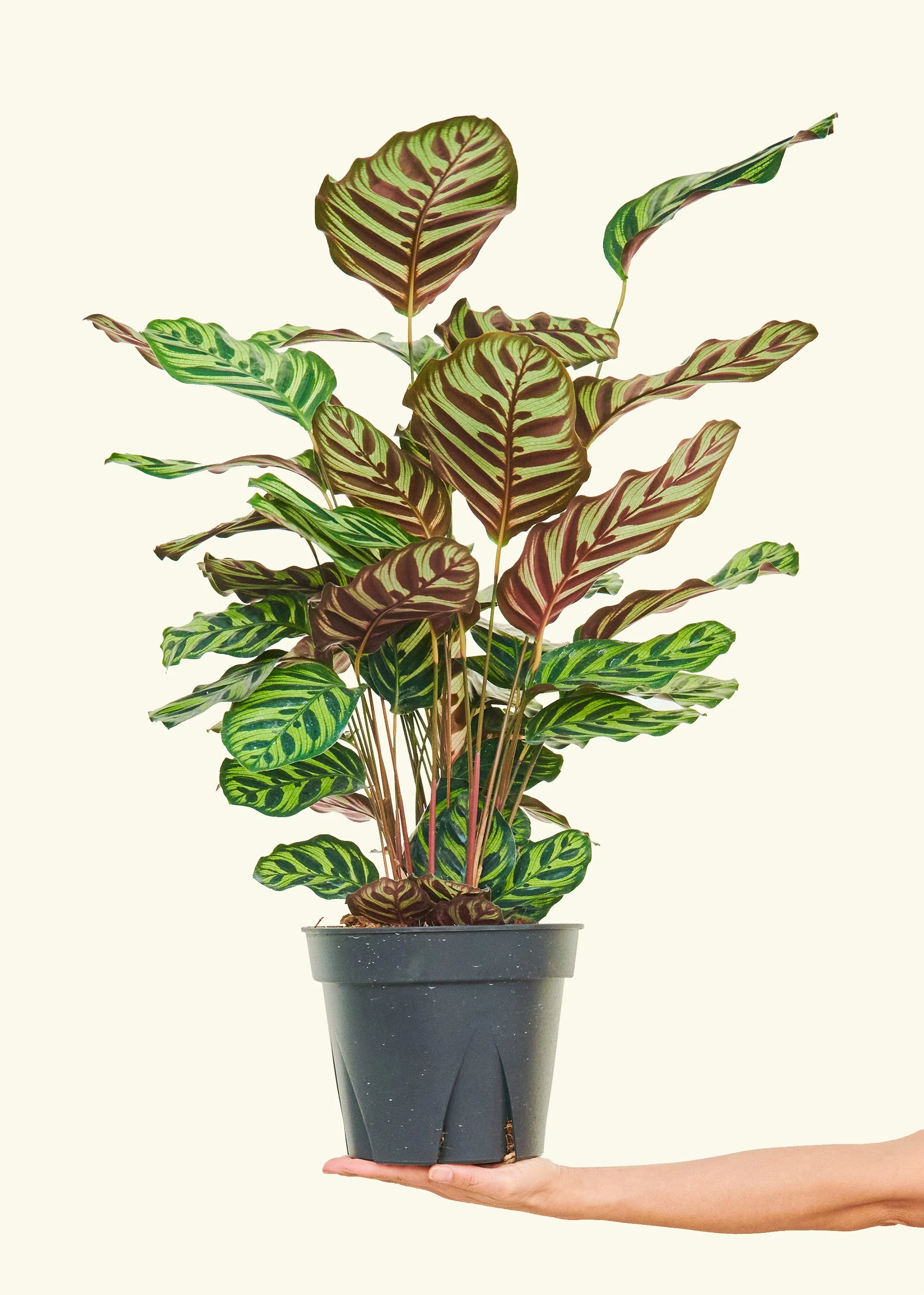 Peacock Plant - Image 84