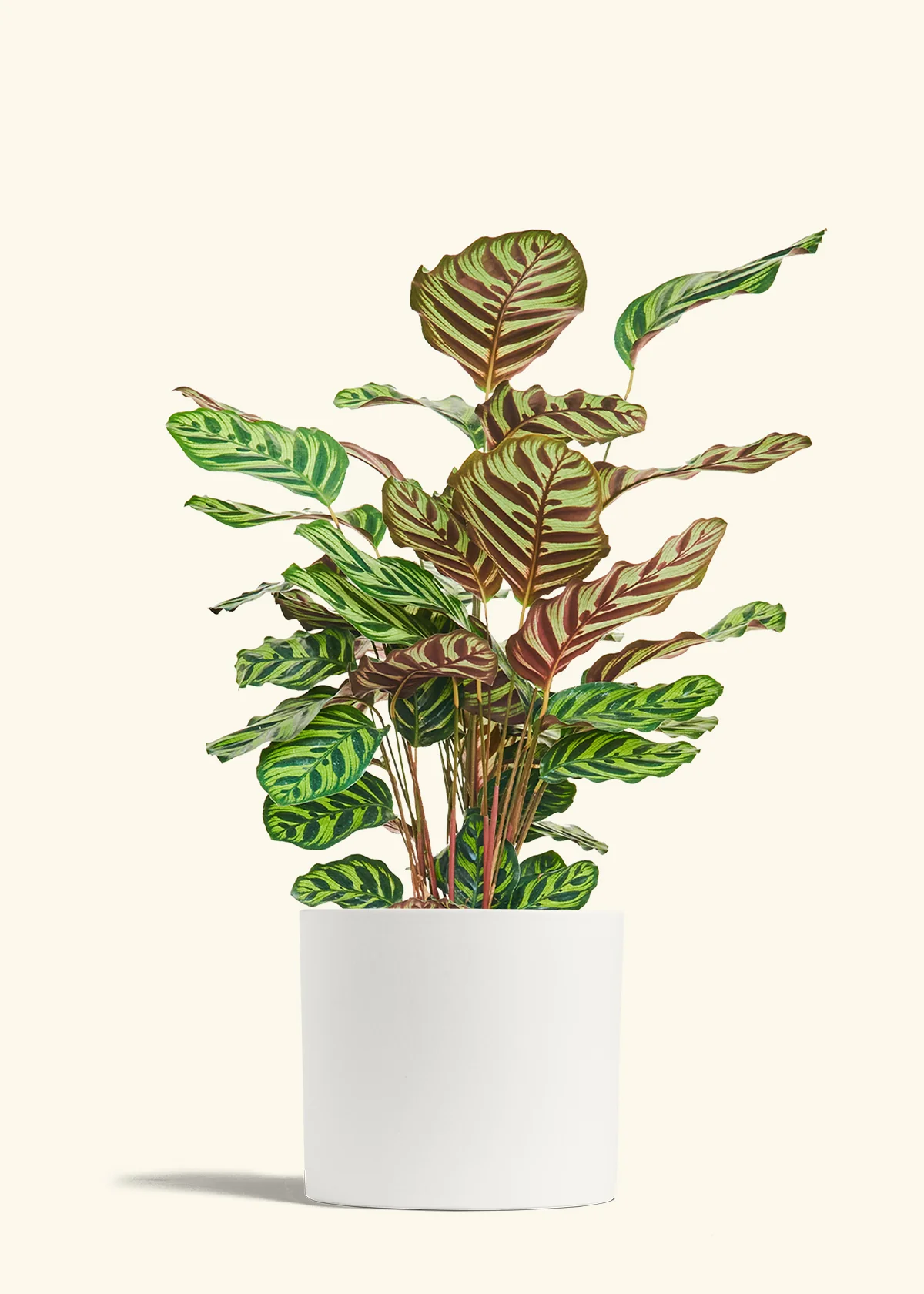 Peacock Plant - Image 85