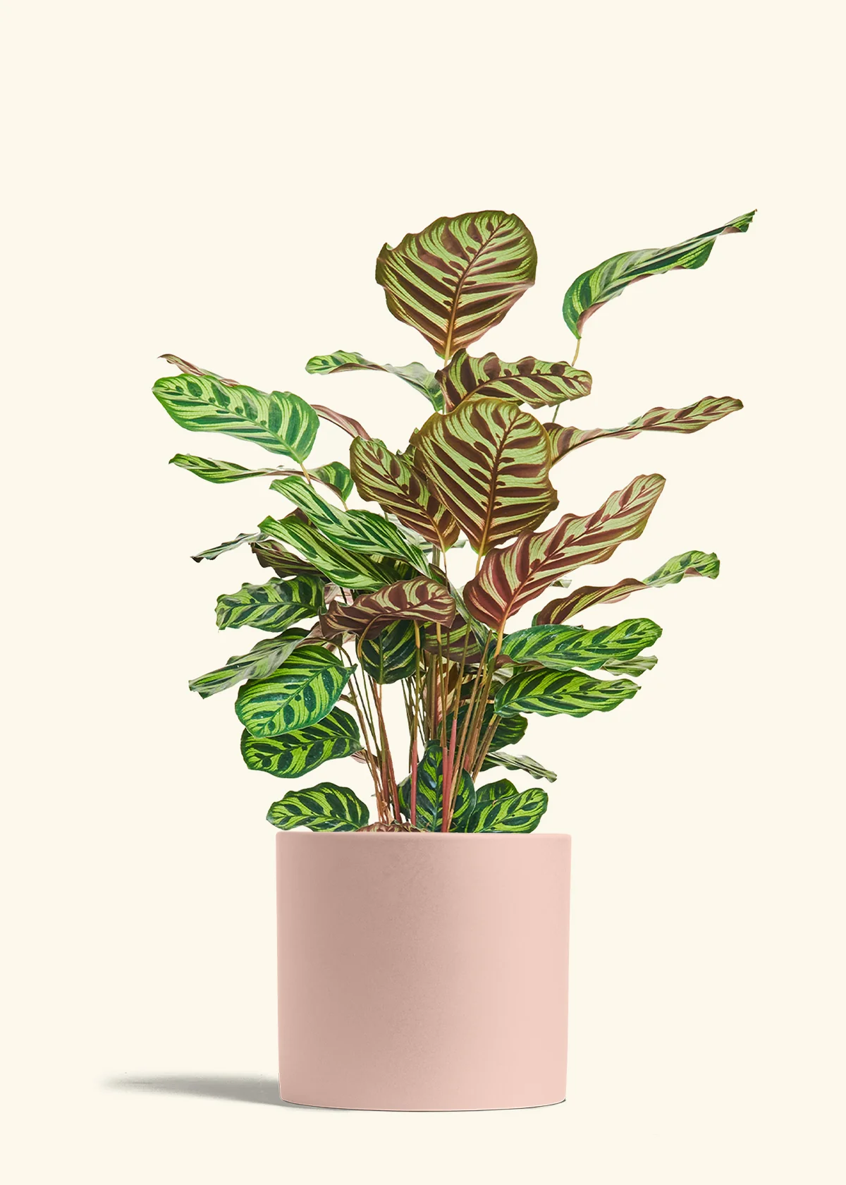 Peacock Plant - Image 86