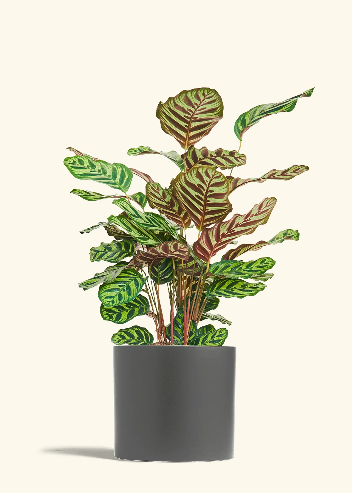 Peacock Plant - Image 87