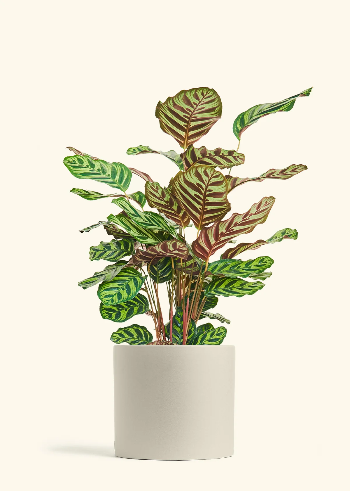 Peacock Plant - Image 88