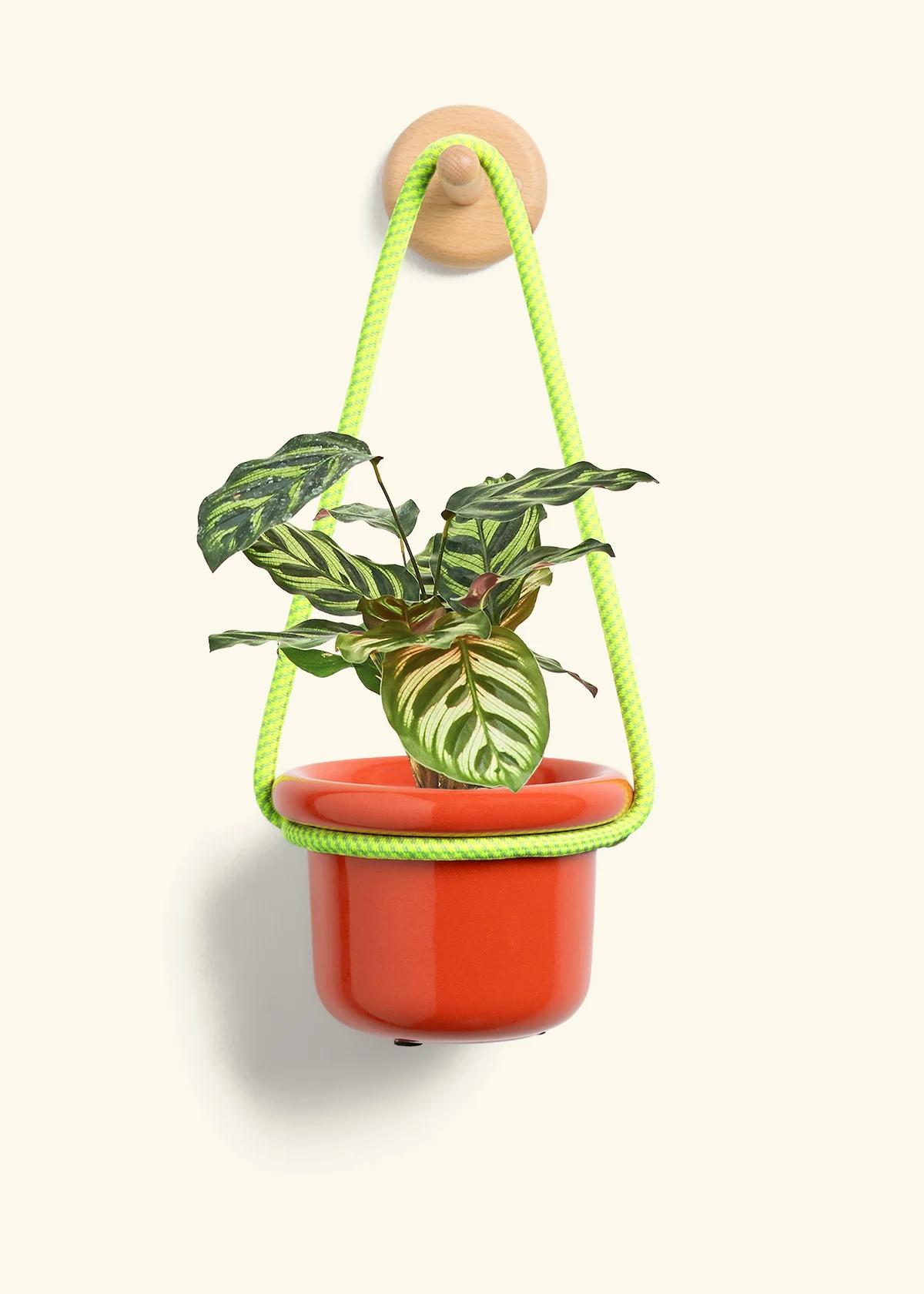 Peacock Plant - Image 9