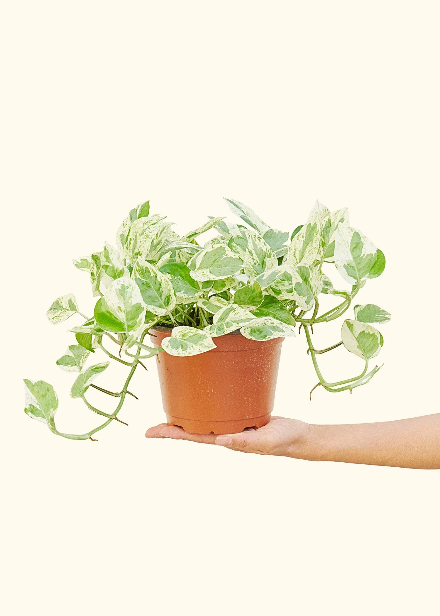 Pothos 'Pearl and Jade' - Image 10