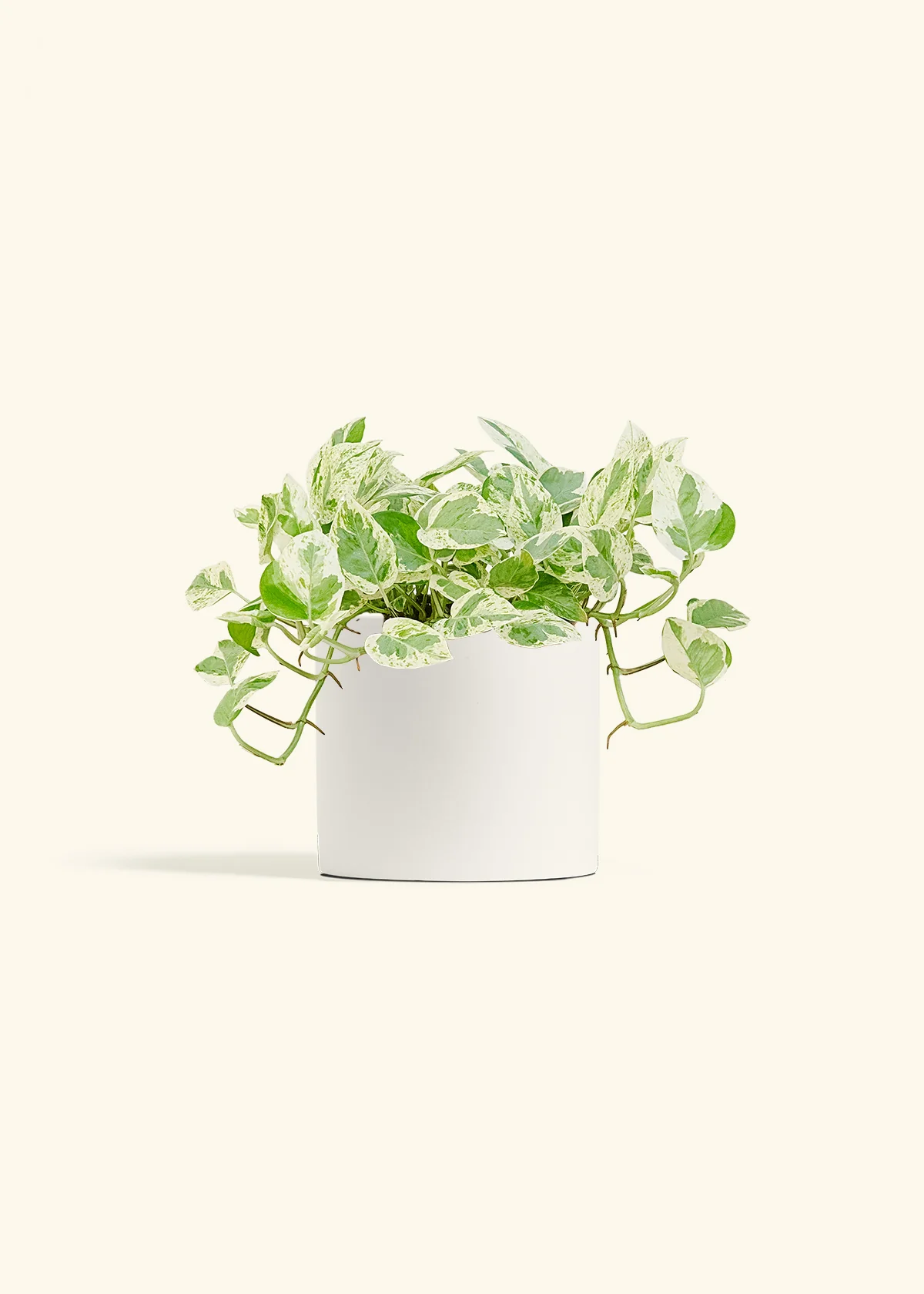 Pothos 'Pearl and Jade' - Image 11