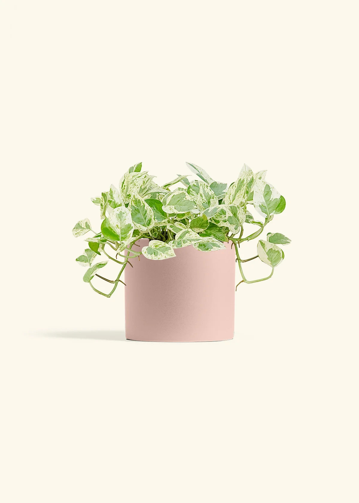 Pothos 'Pearl and Jade' - Image 12