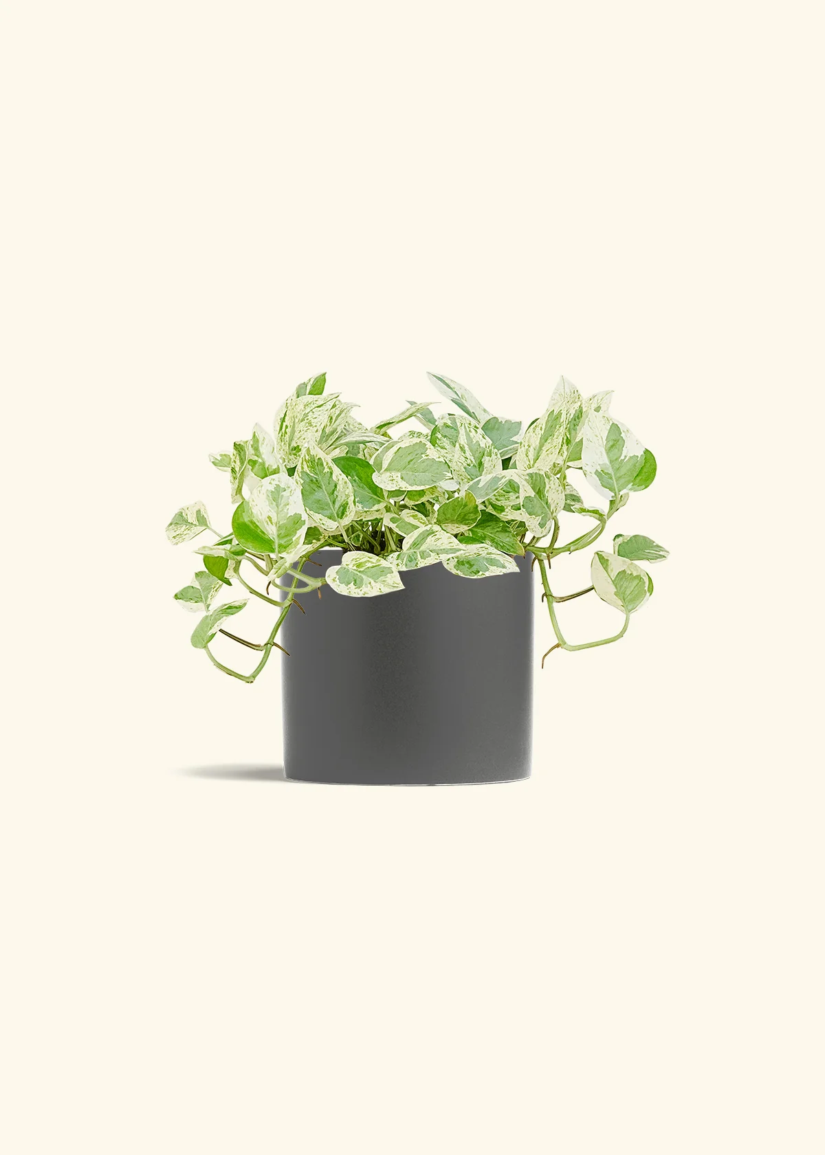 Pothos 'Pearl and Jade' - Image 13