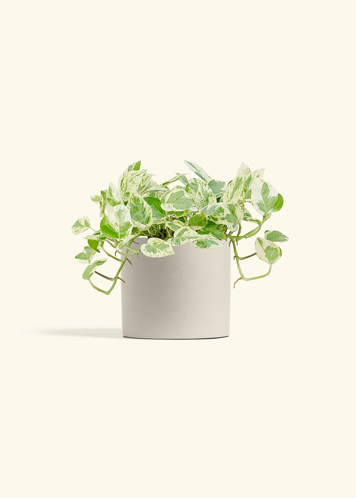 Pothos 'Pearl and Jade' - Image 14