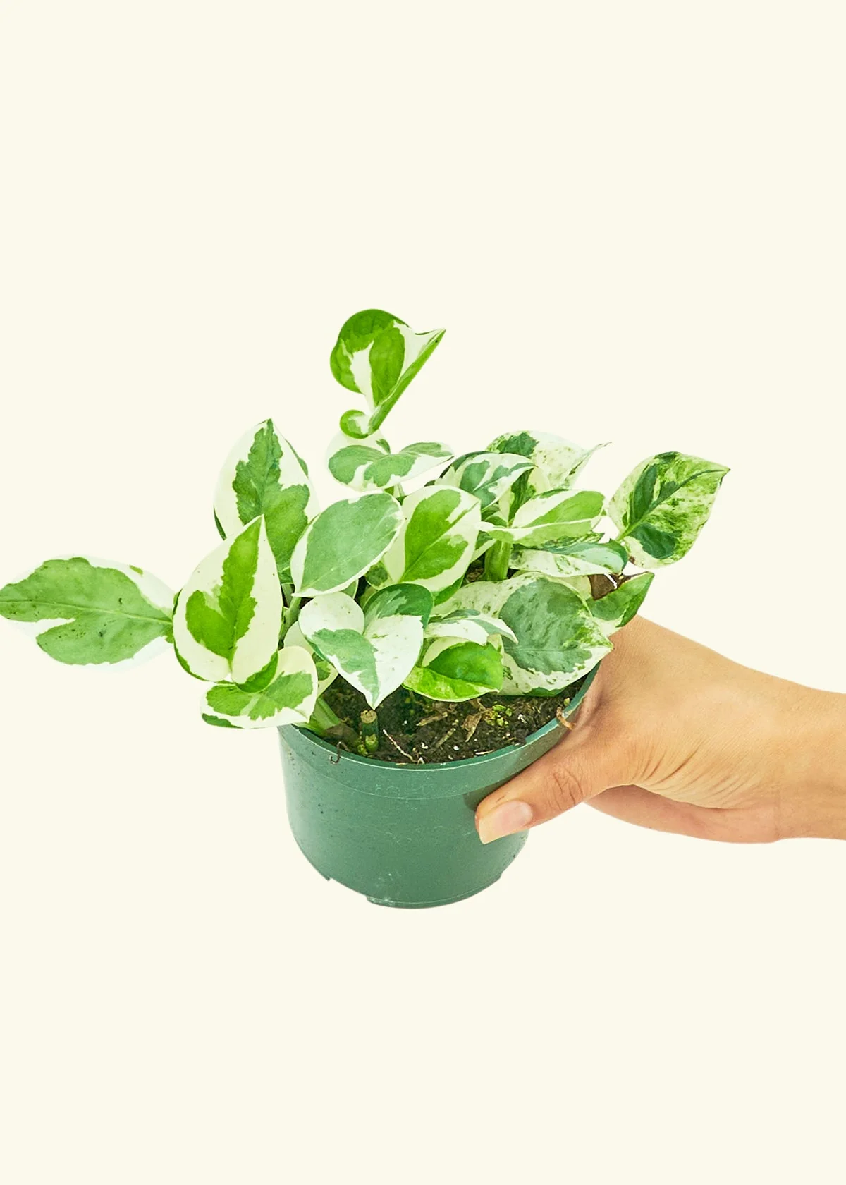 Pothos 'Pearl and Jade' - Image 3