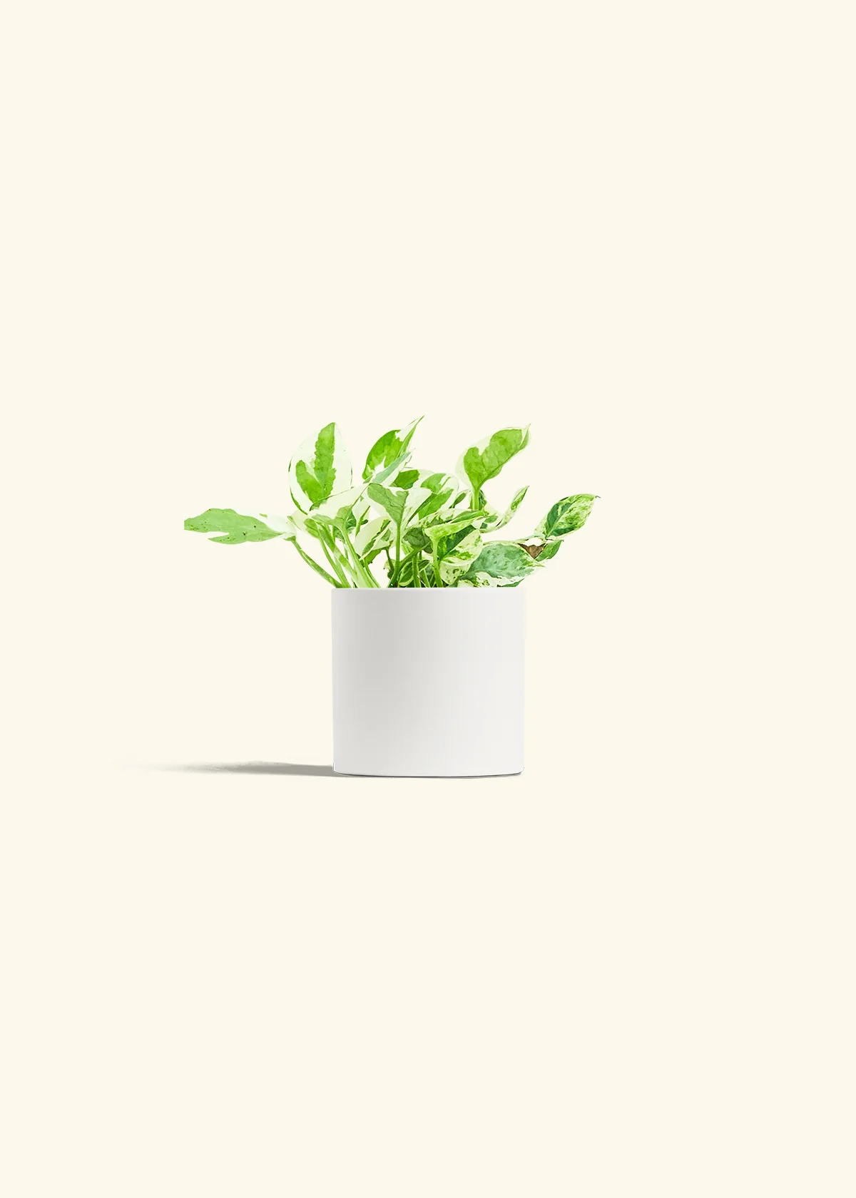 Pothos 'Pearl and Jade' - Image 4