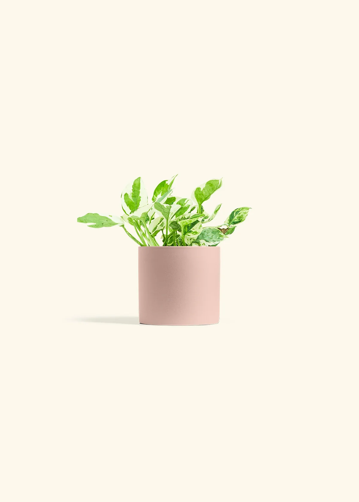 Pothos 'Pearl and Jade' - Image 5