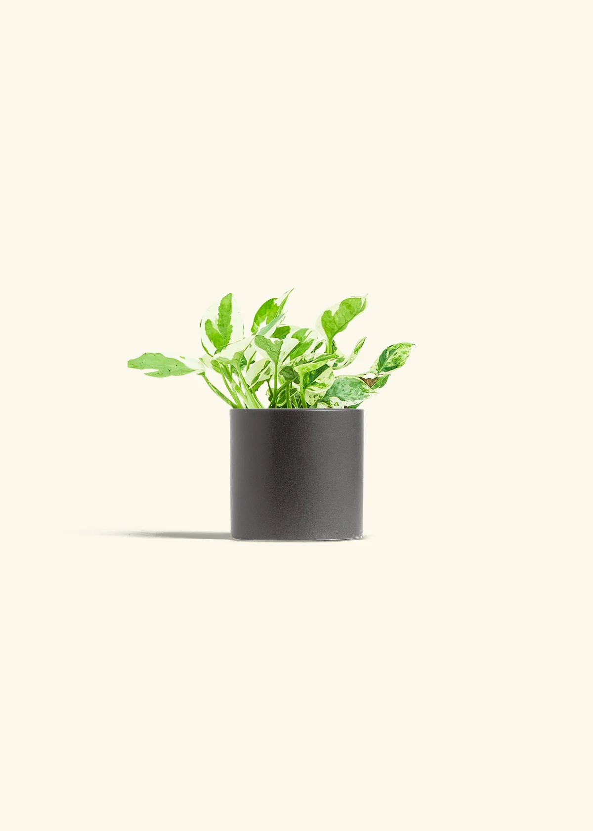 Pothos 'Pearl and Jade' - Image 6