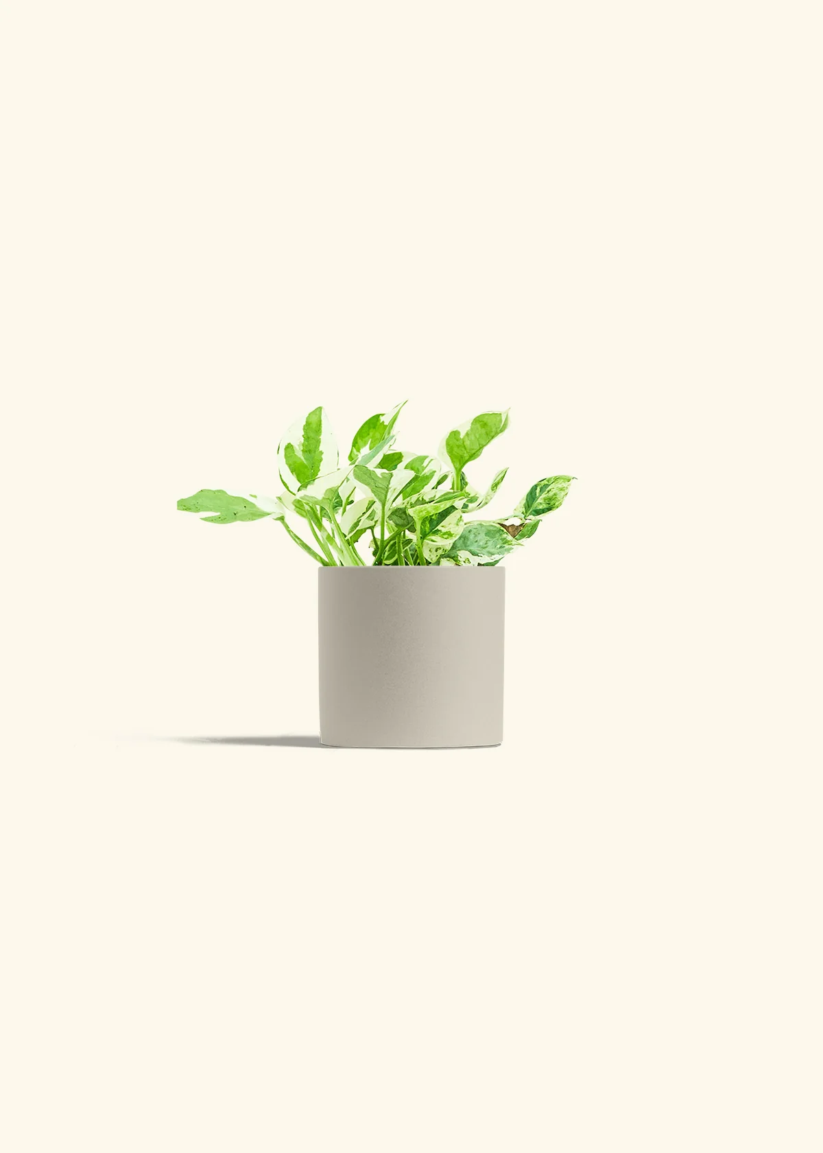 Pothos 'Pearl and Jade' - Image 7