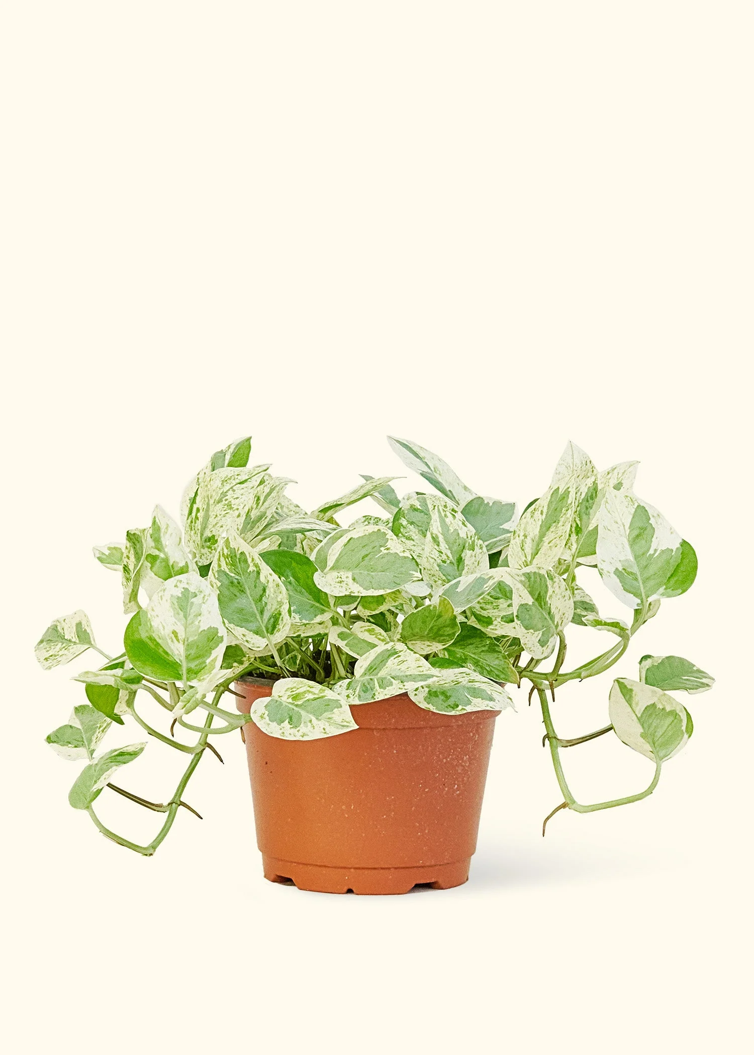 Pothos 'Pearl and Jade' - Image 8