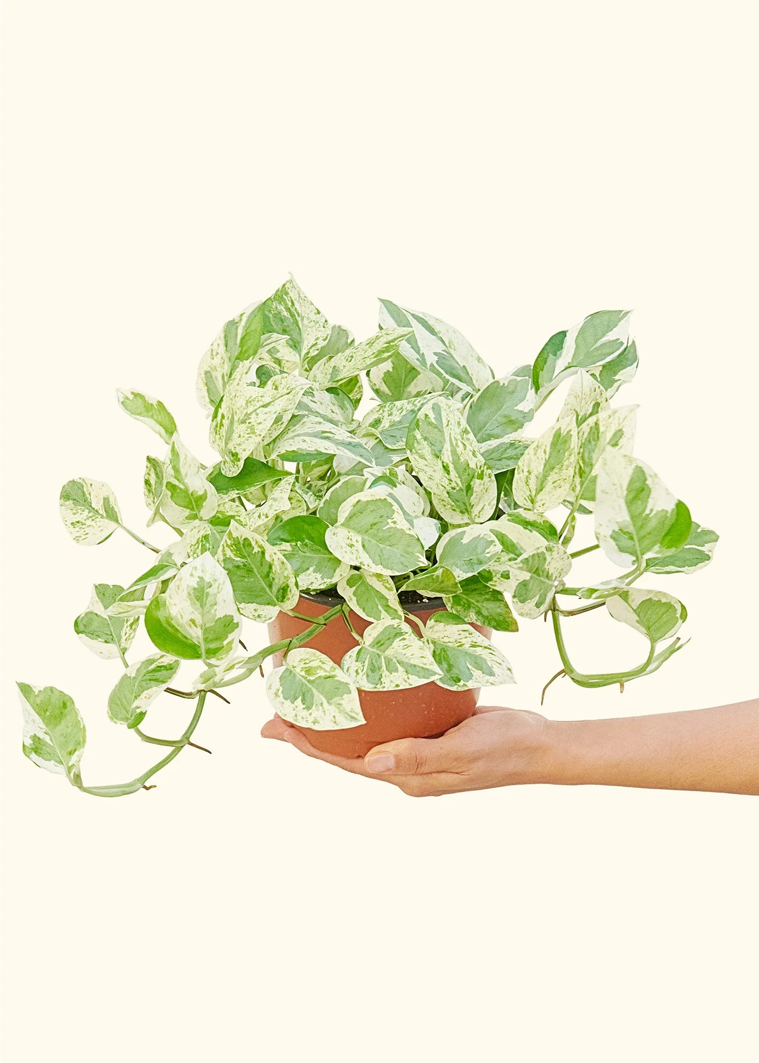 Pothos 'Pearl and Jade' - Image 9