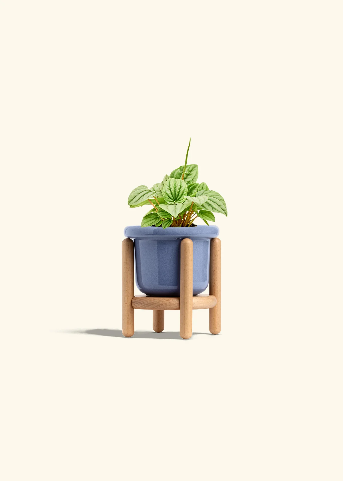 Peperomia 'Frost' - Image 10
