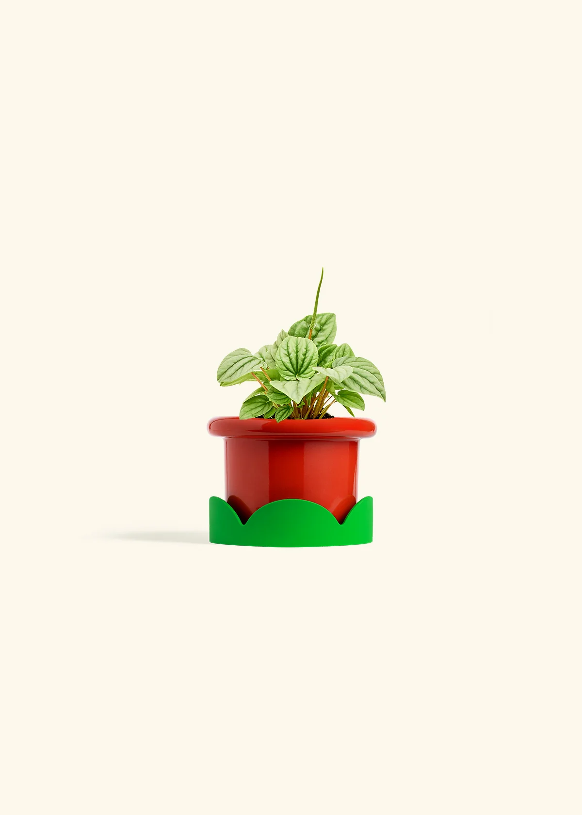 Peperomia 'Frost' - Image 12