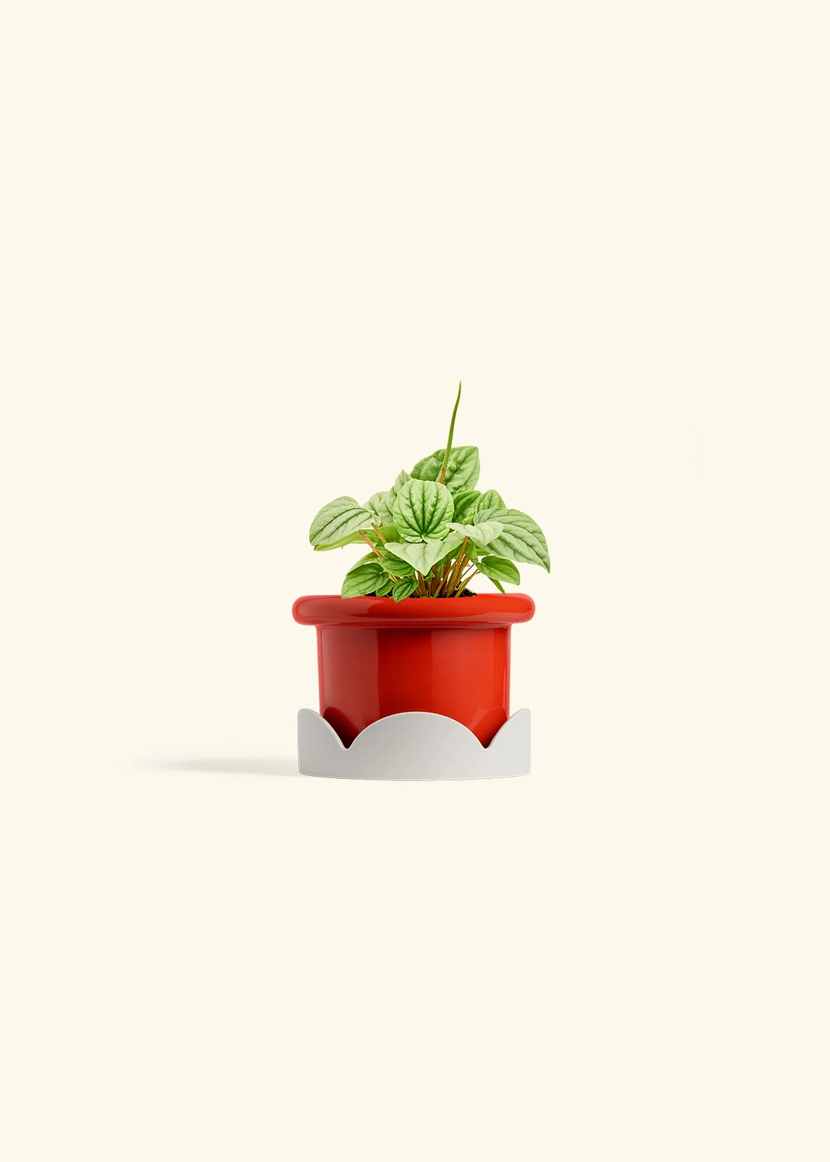 Peperomia 'Frost' - Image 13