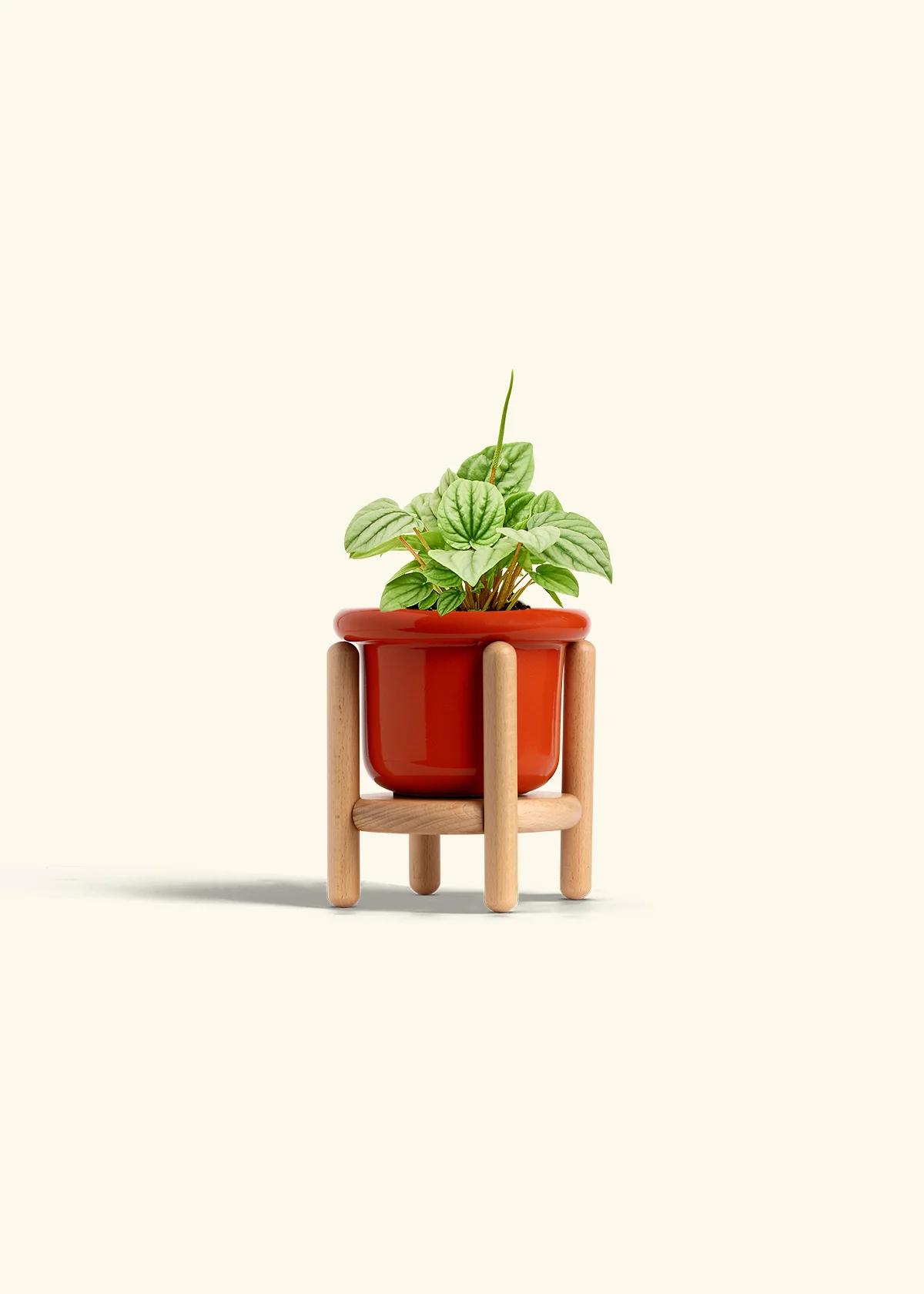 Peperomia 'Frost' - Image 14