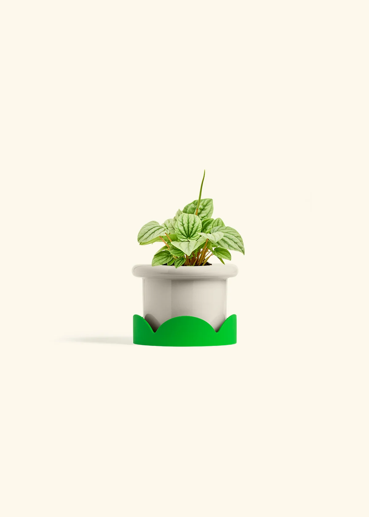 Peperomia 'Frost' - Image 16