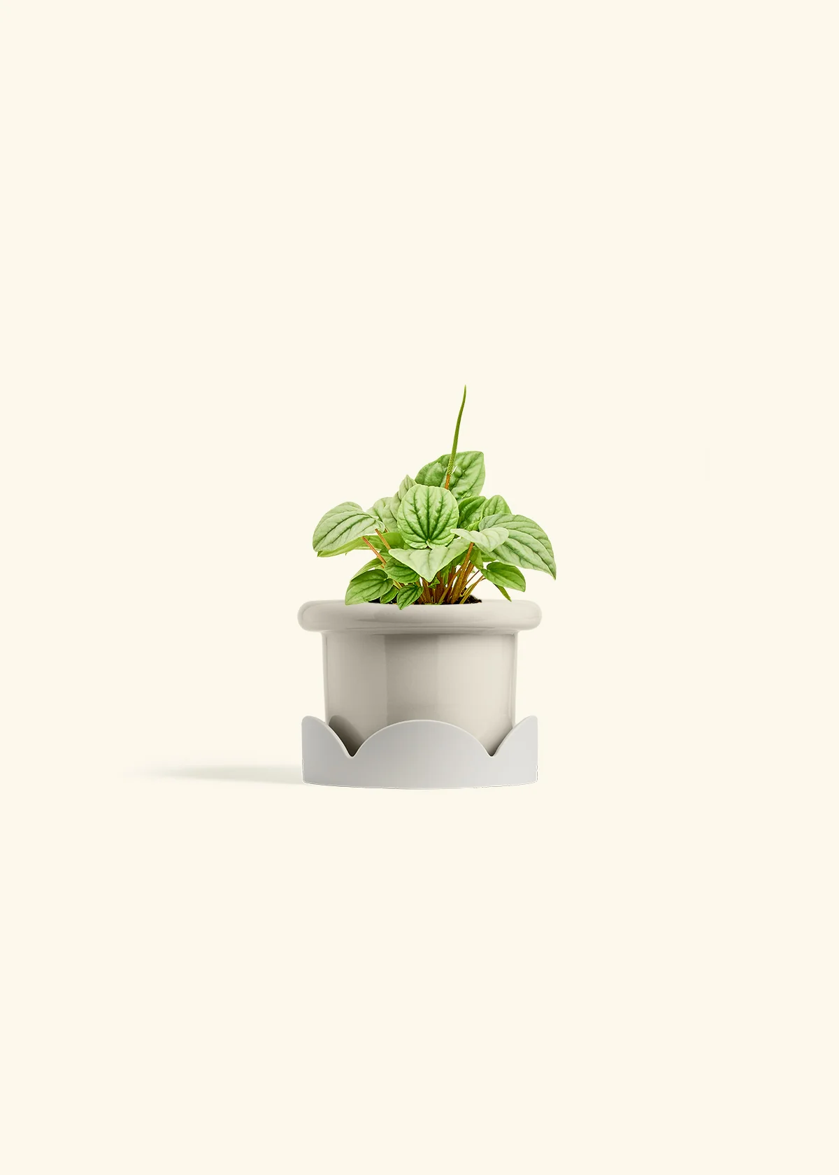 Peperomia 'Frost' - Image 17