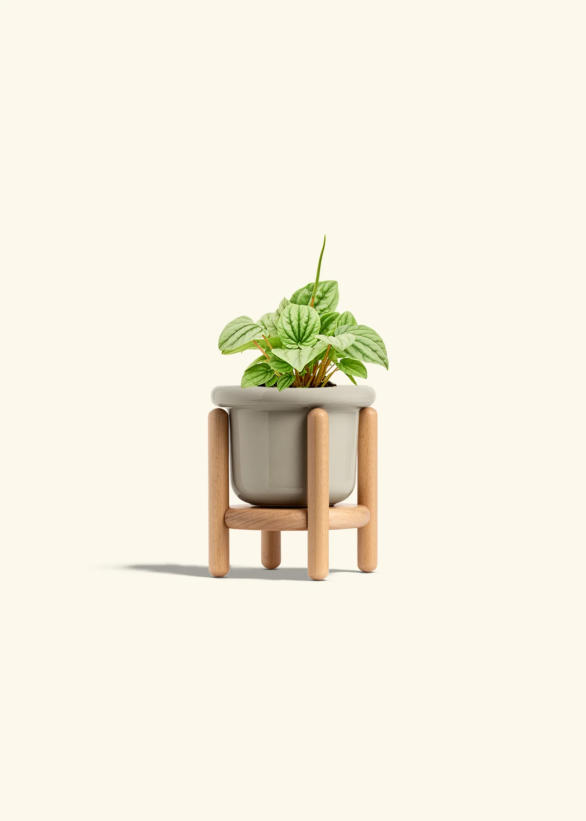 Peperomia 'Frost' - Image 18