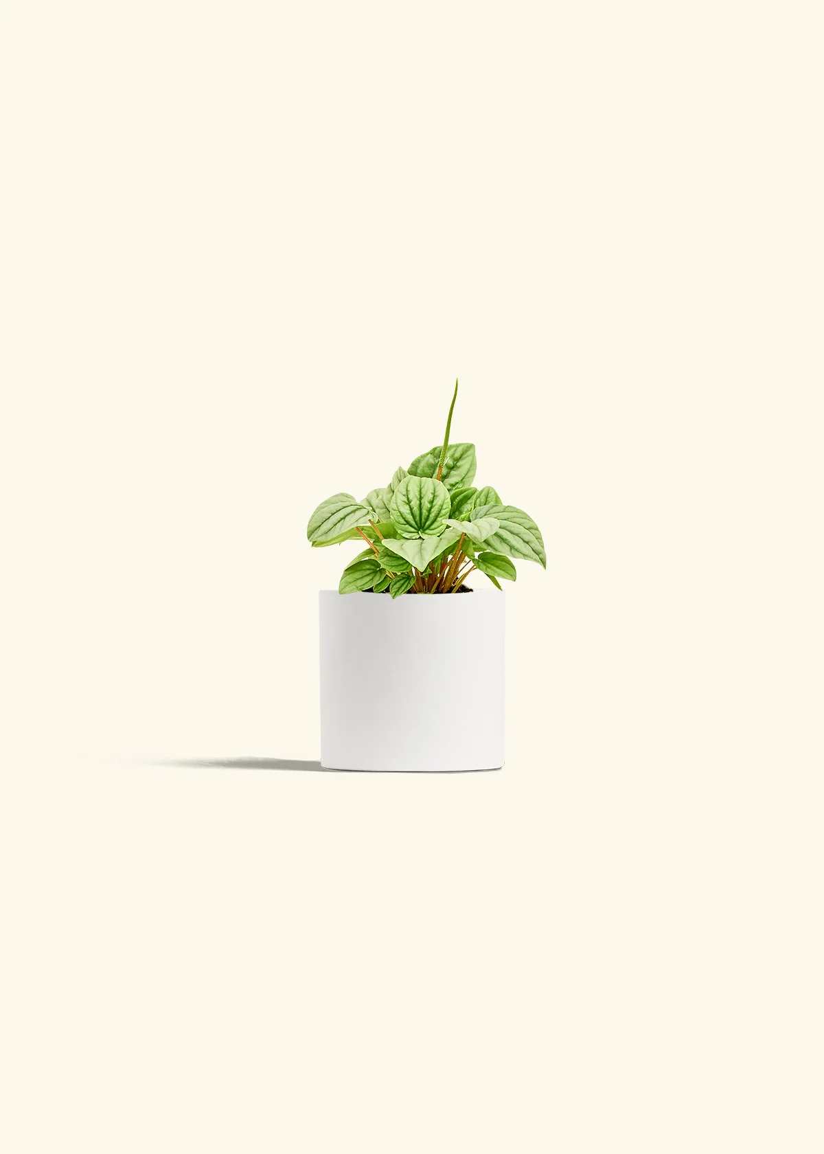 Peperomia 'Frost' - Image 19