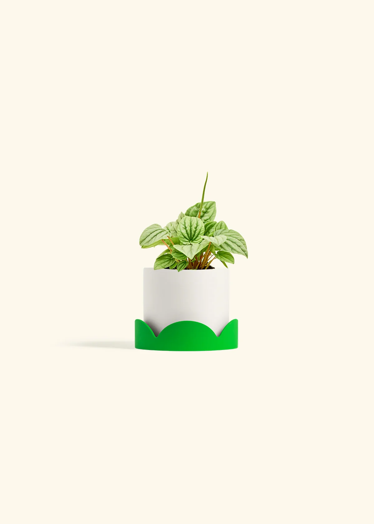 Peperomia 'Frost' - Image 20