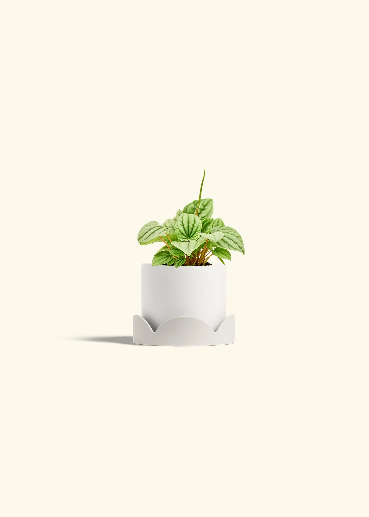 Peperomia 'Frost' - Image 21