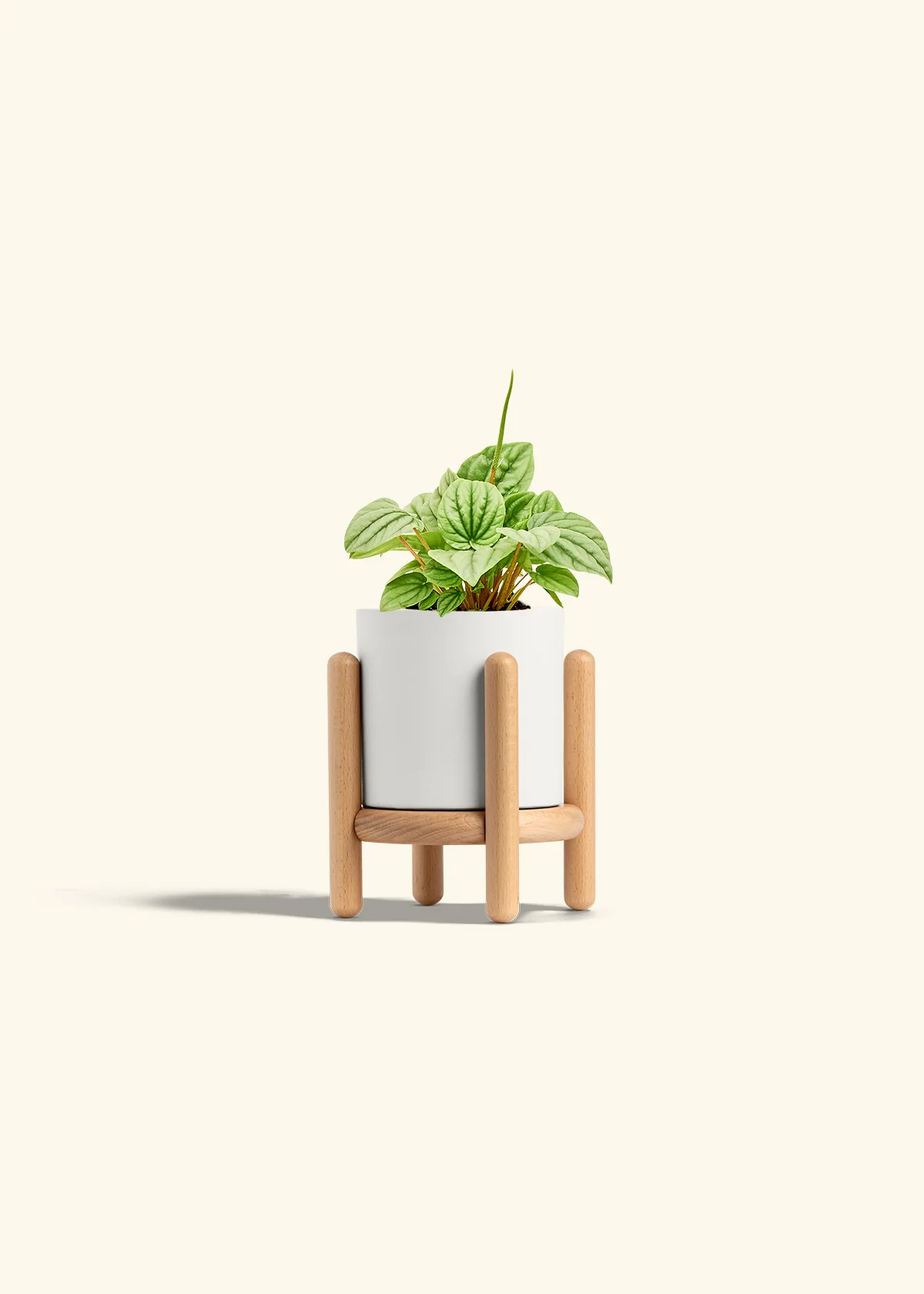Peperomia 'Frost' - Image 22