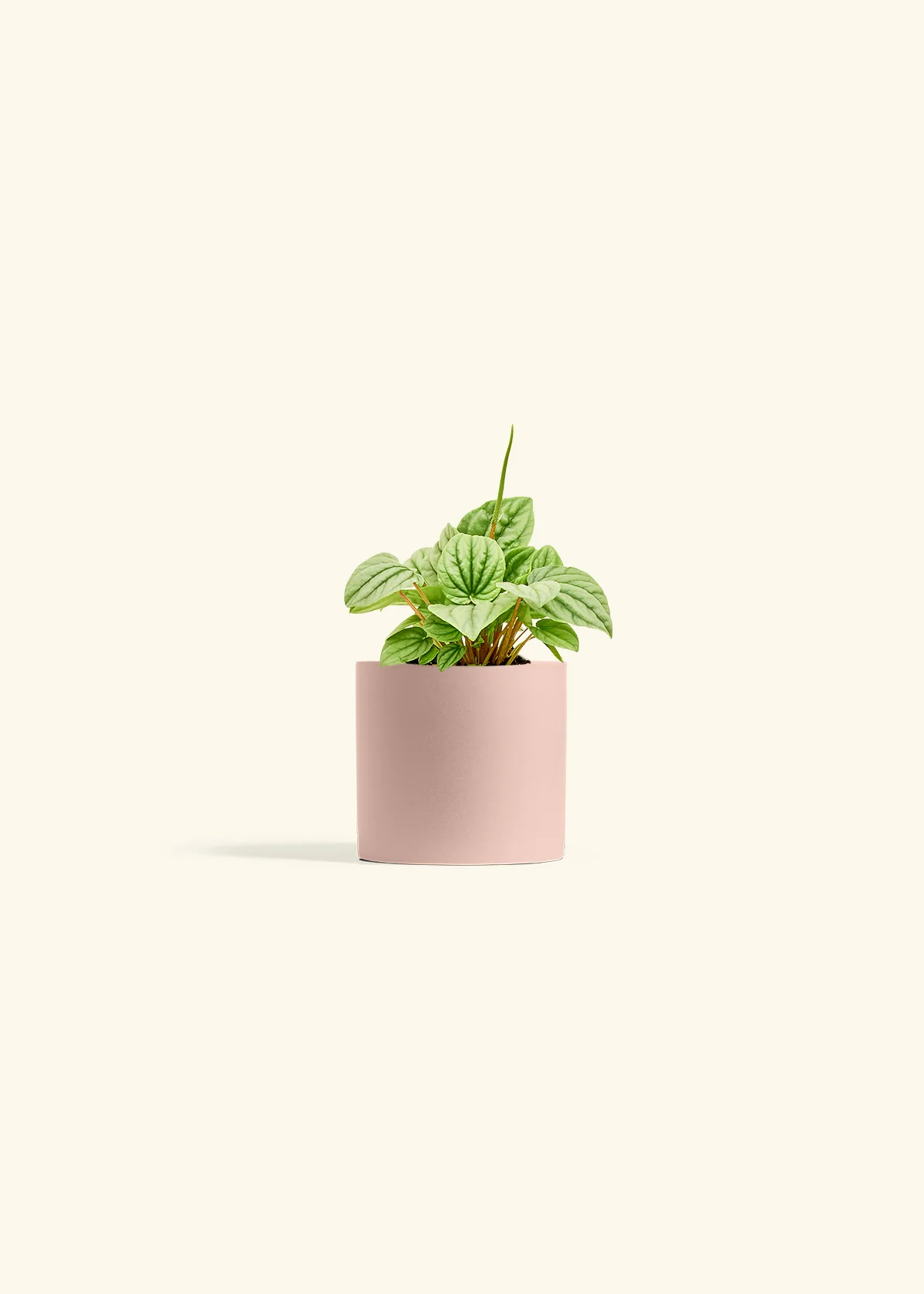 Peperomia 'Frost' - Image 23