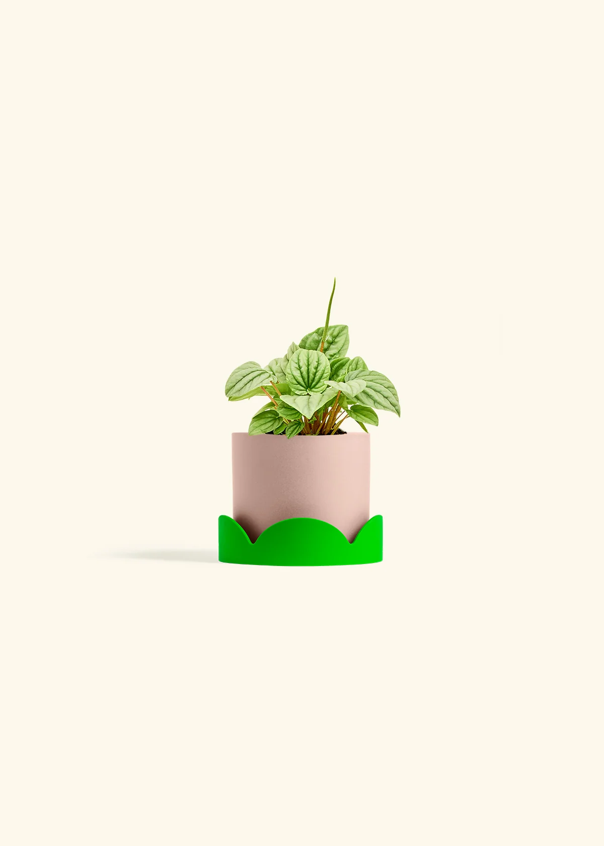 Peperomia 'Frost' - Image 24