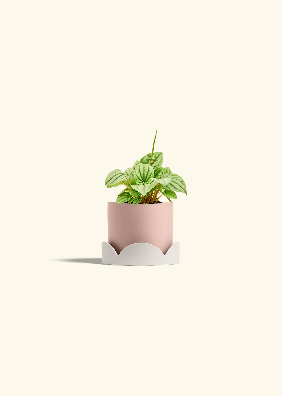 Peperomia 'Frost' - Image 25