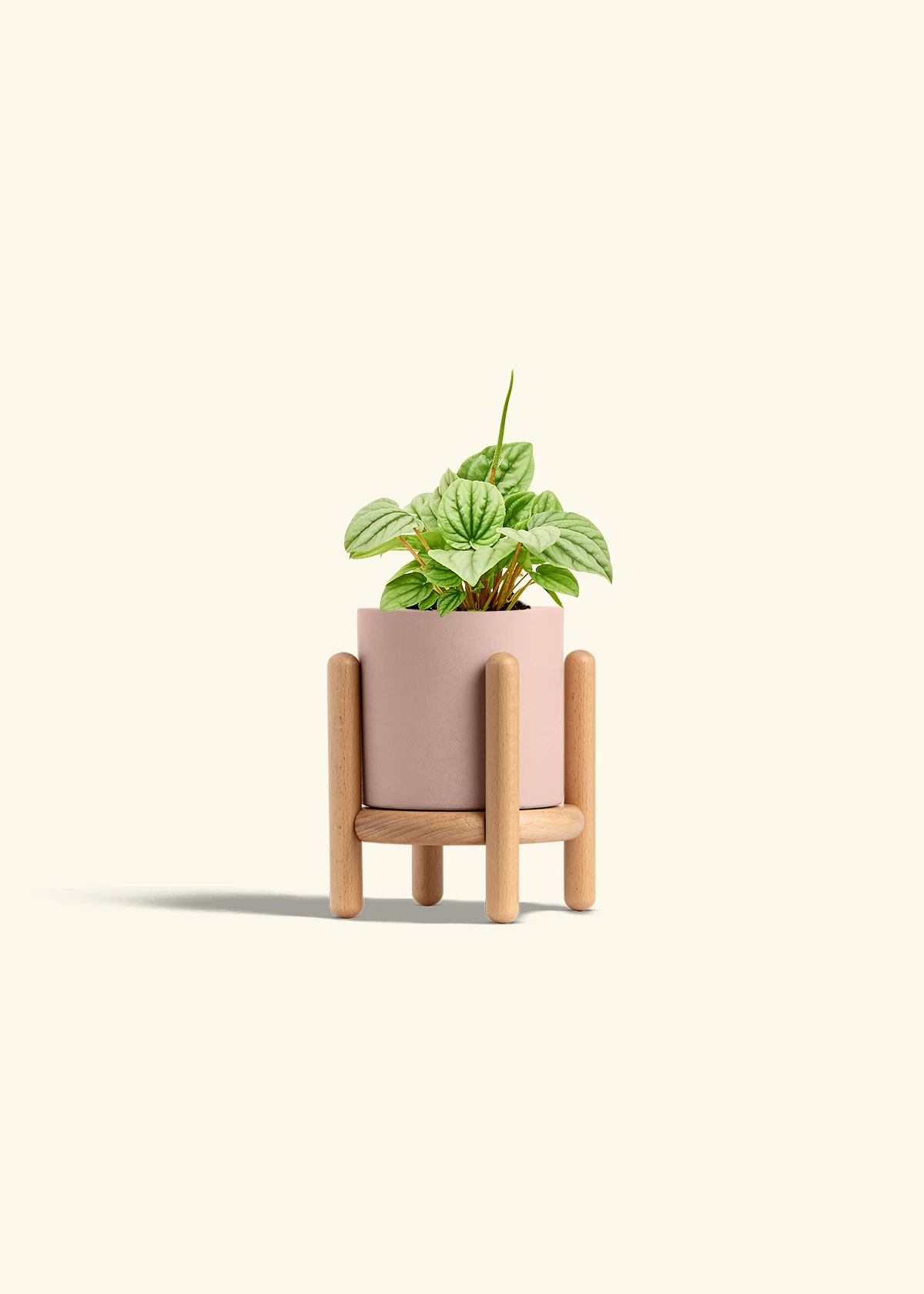 Peperomia 'Frost' - Image 26
