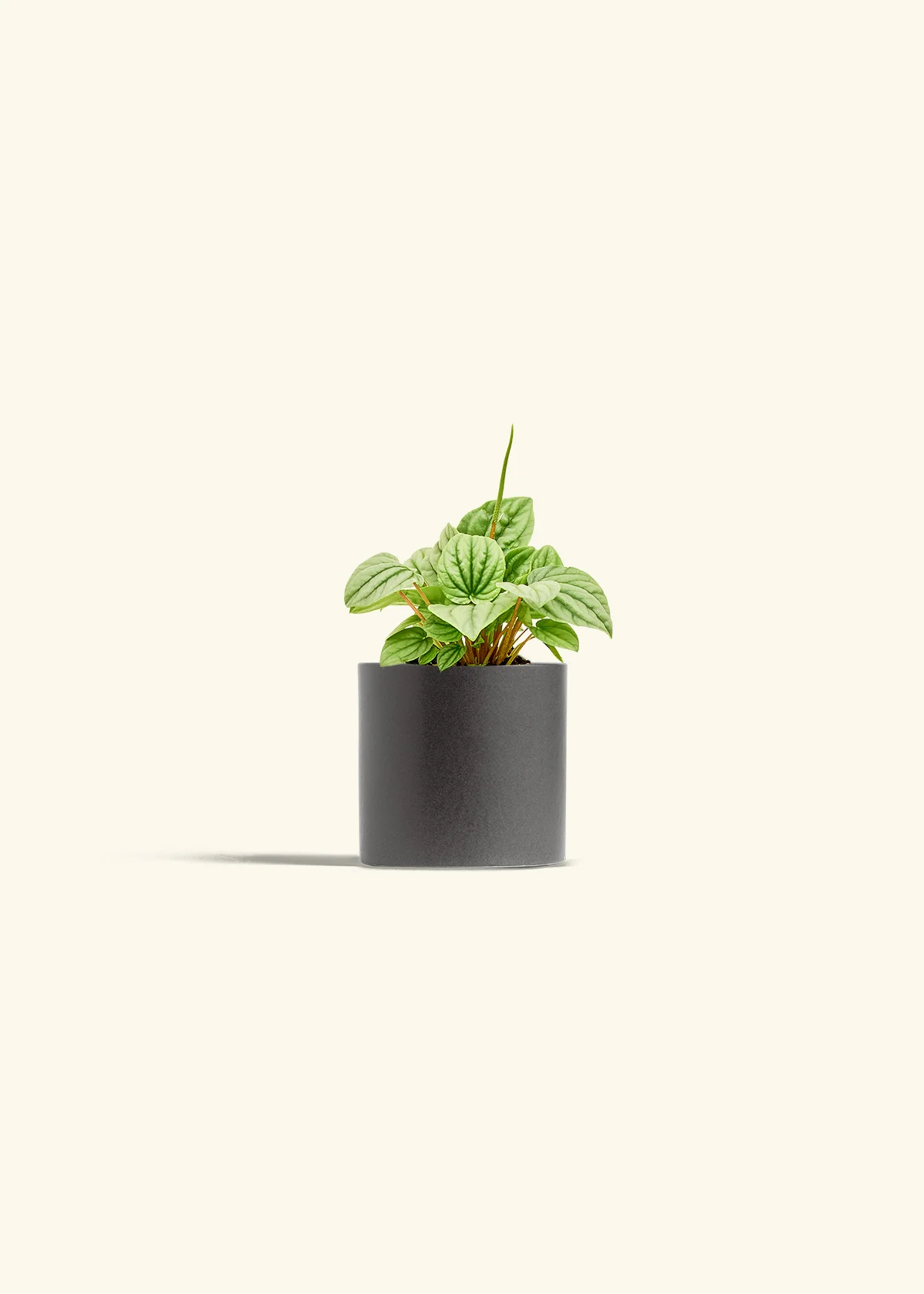 Peperomia 'Frost' - Image 27