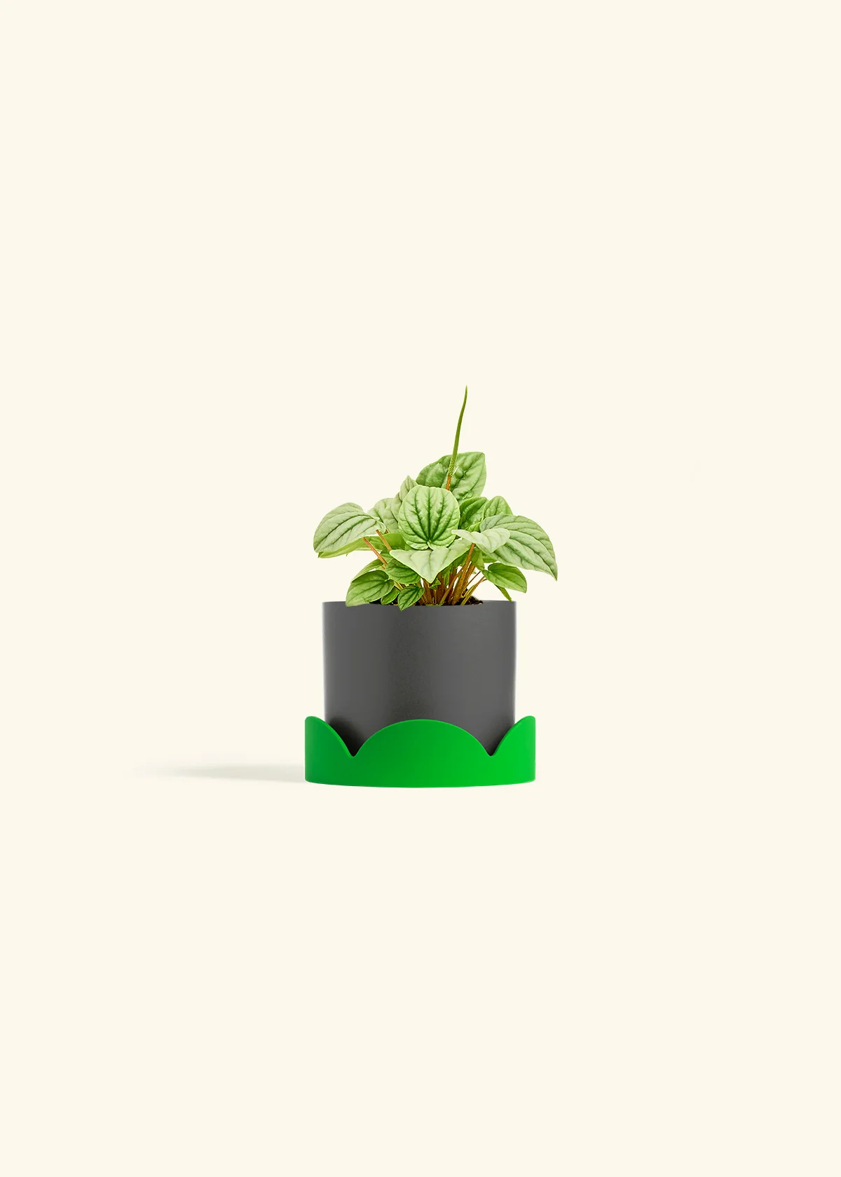 Peperomia 'Frost' - Image 28