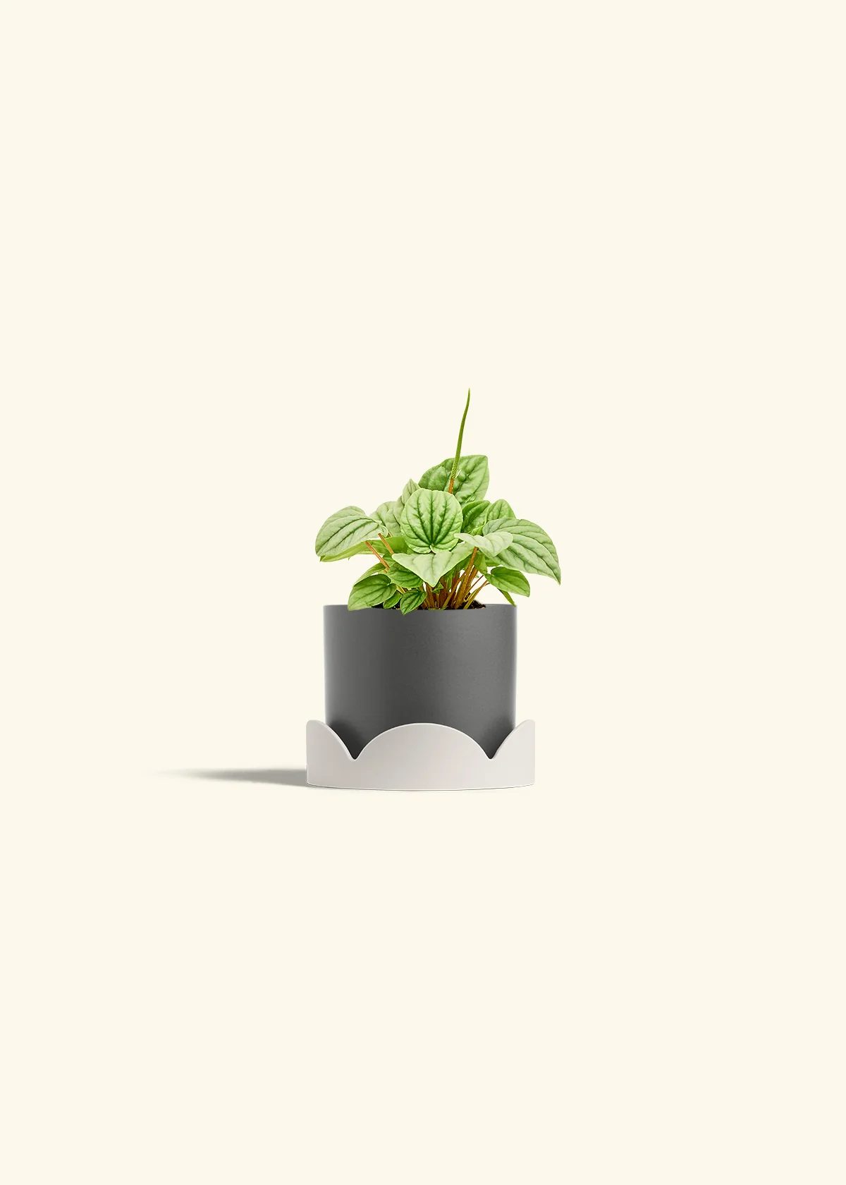 Peperomia 'Frost' - Image 29