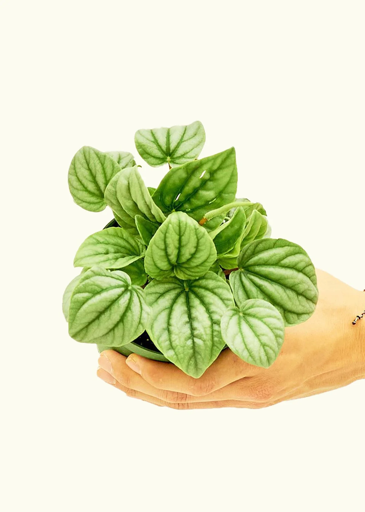Peperomia 'Frost' - Image 3