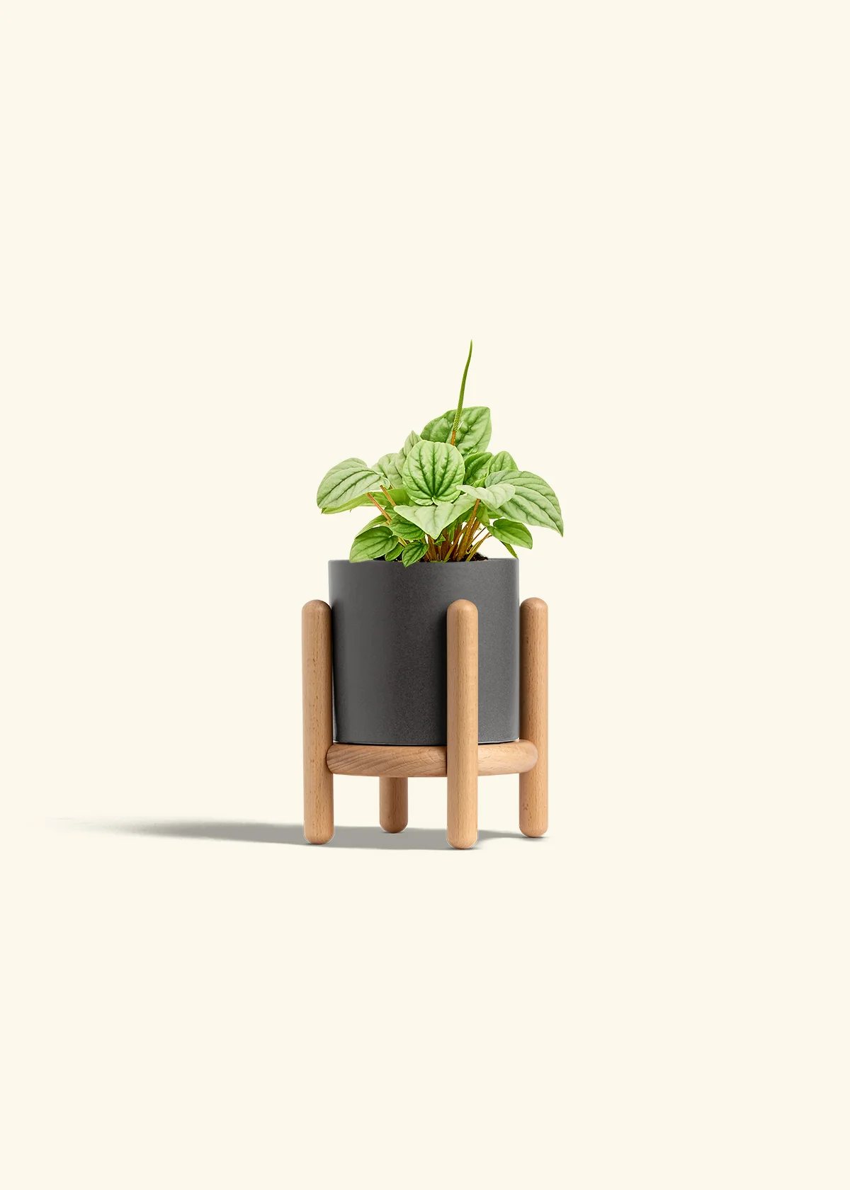 Peperomia 'Frost' - Image 30