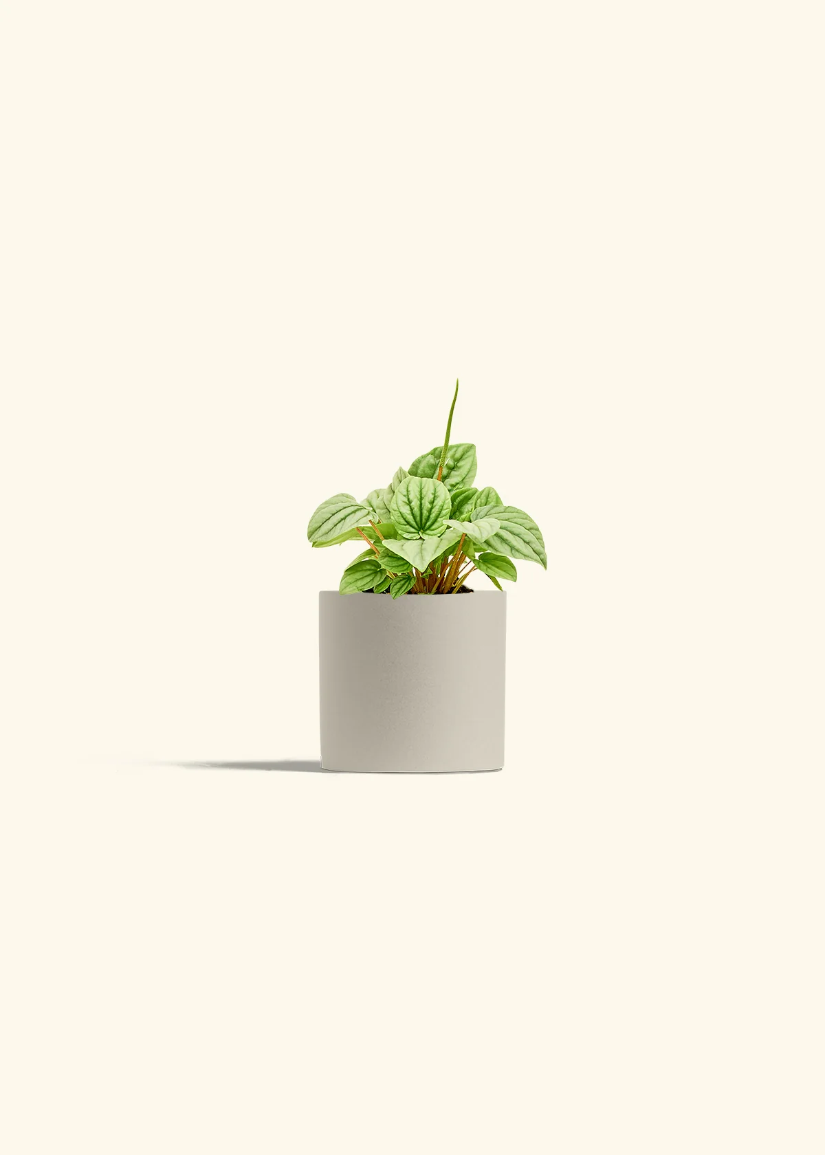 Peperomia 'Frost' - Image 31