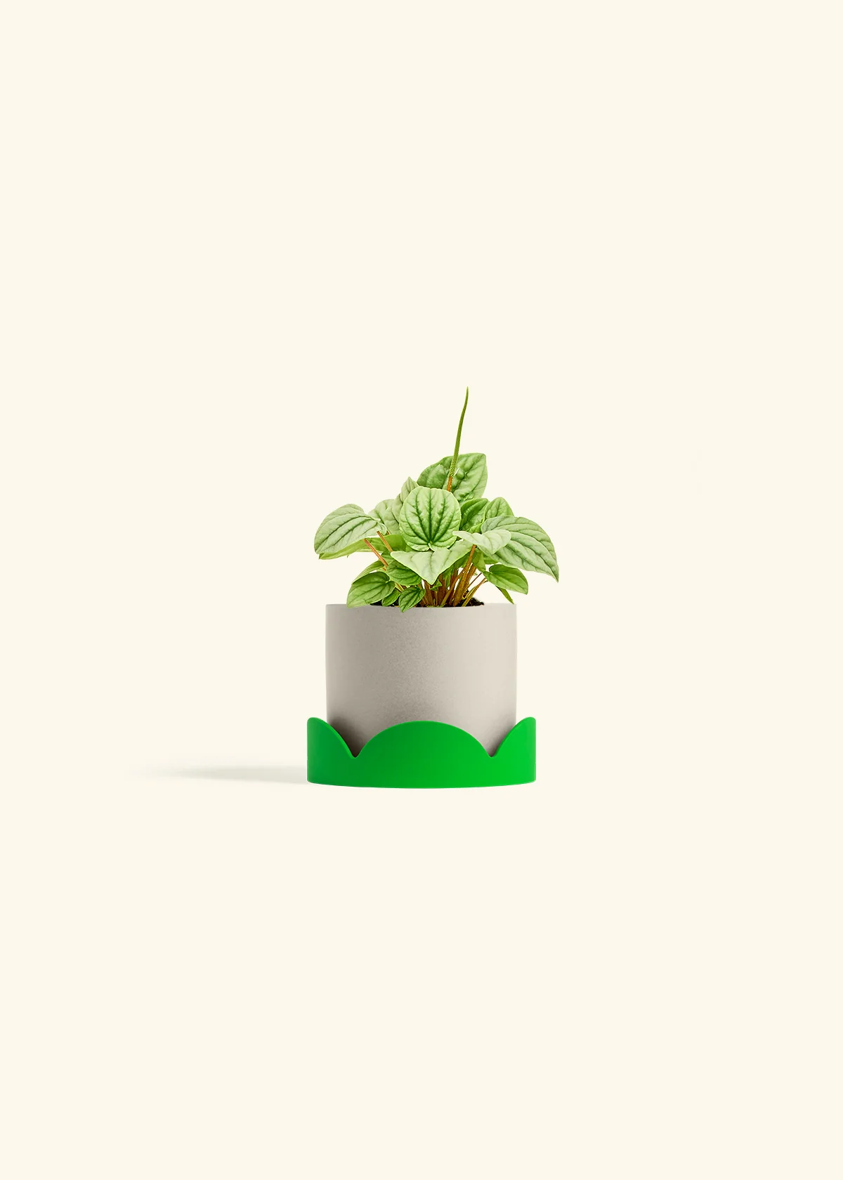 Peperomia 'Frost' - Image 32