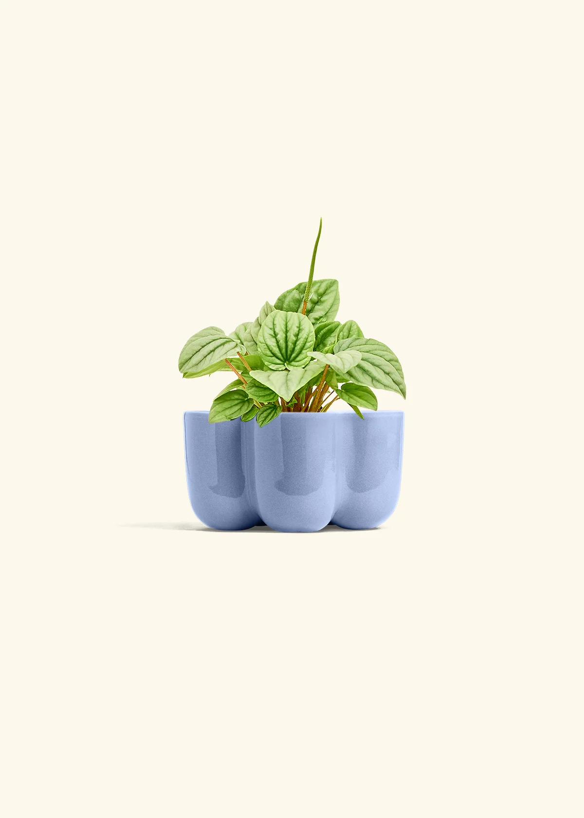 Peperomia 'Frost' - Image 35