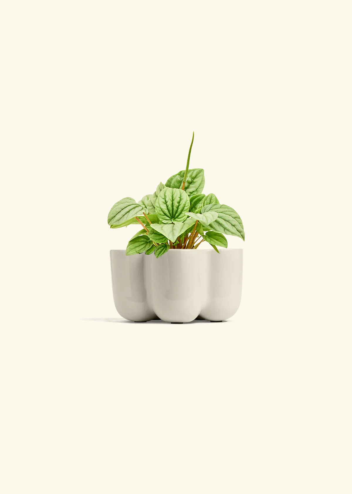 Peperomia 'Frost' - Image 36