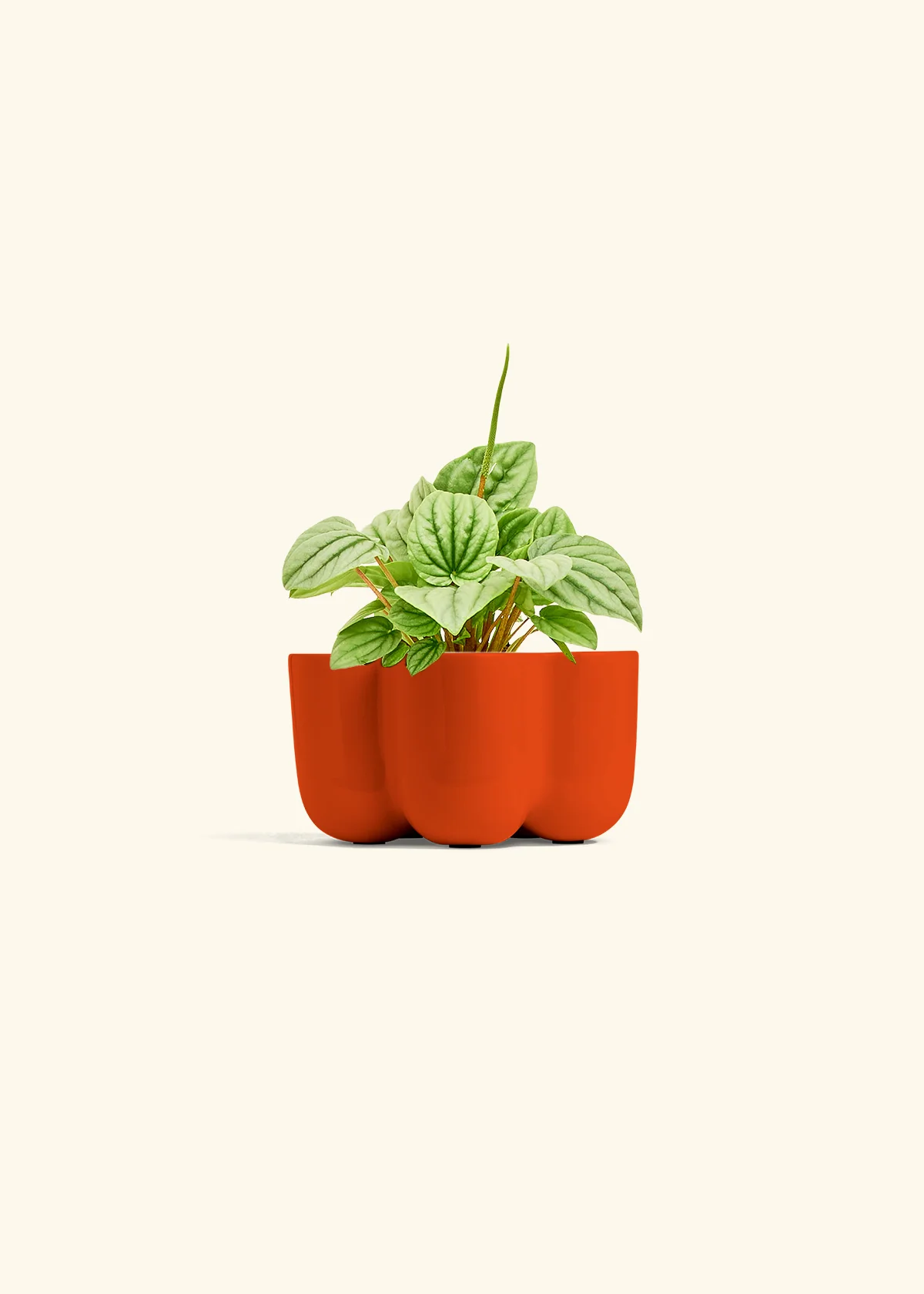 Peperomia 'Frost' - Image 37