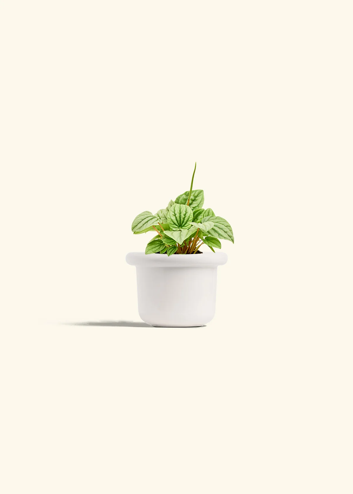 Peperomia 'Frost' - Image 4