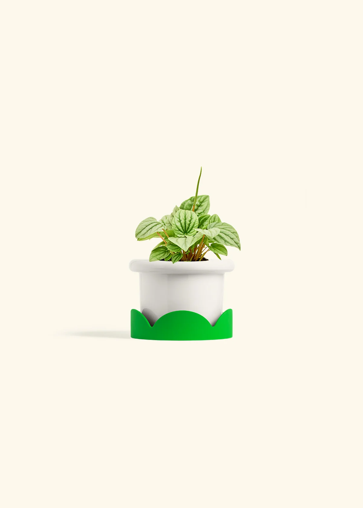 Peperomia 'Frost' - Image 5