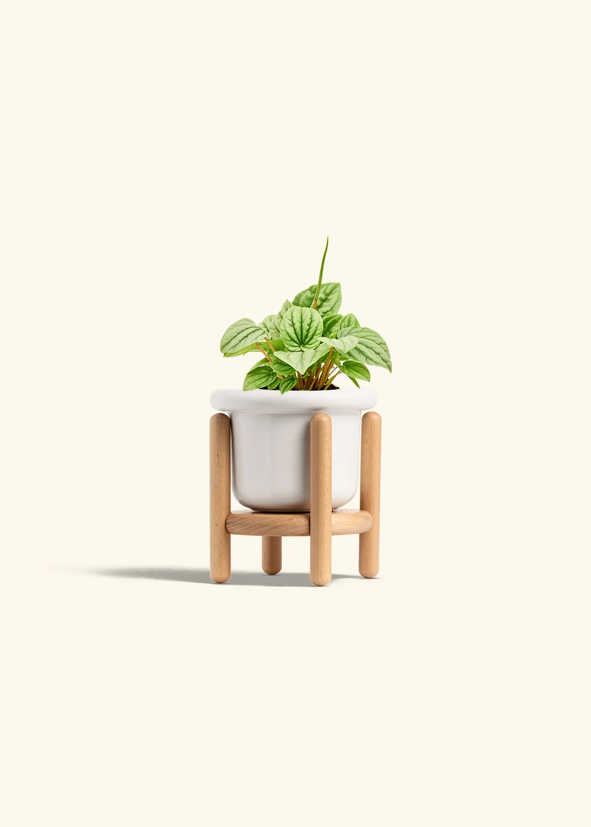 Peperomia 'Frost' - Image 6