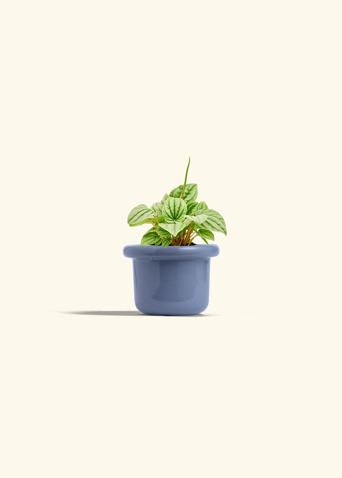 Peperomia 'Frost' - Image 7