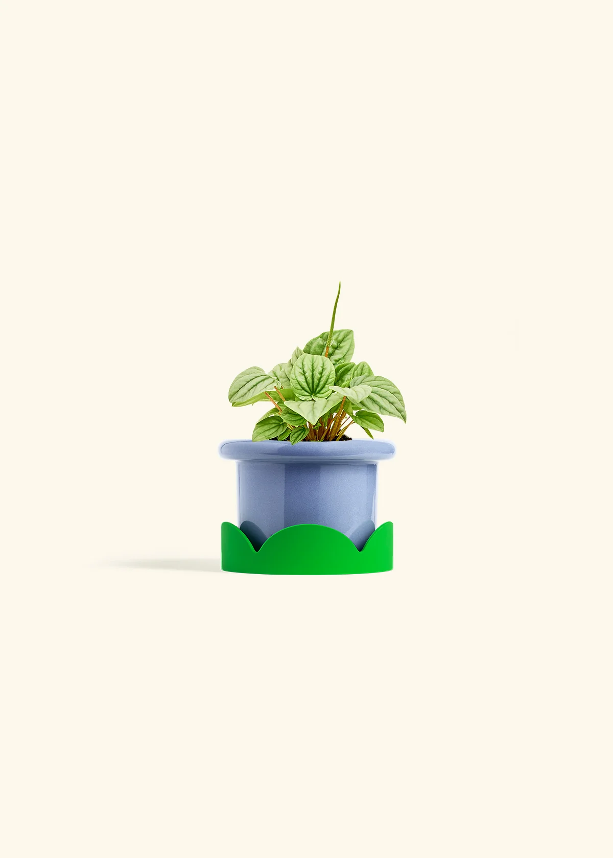 Peperomia 'Frost' - Image 8