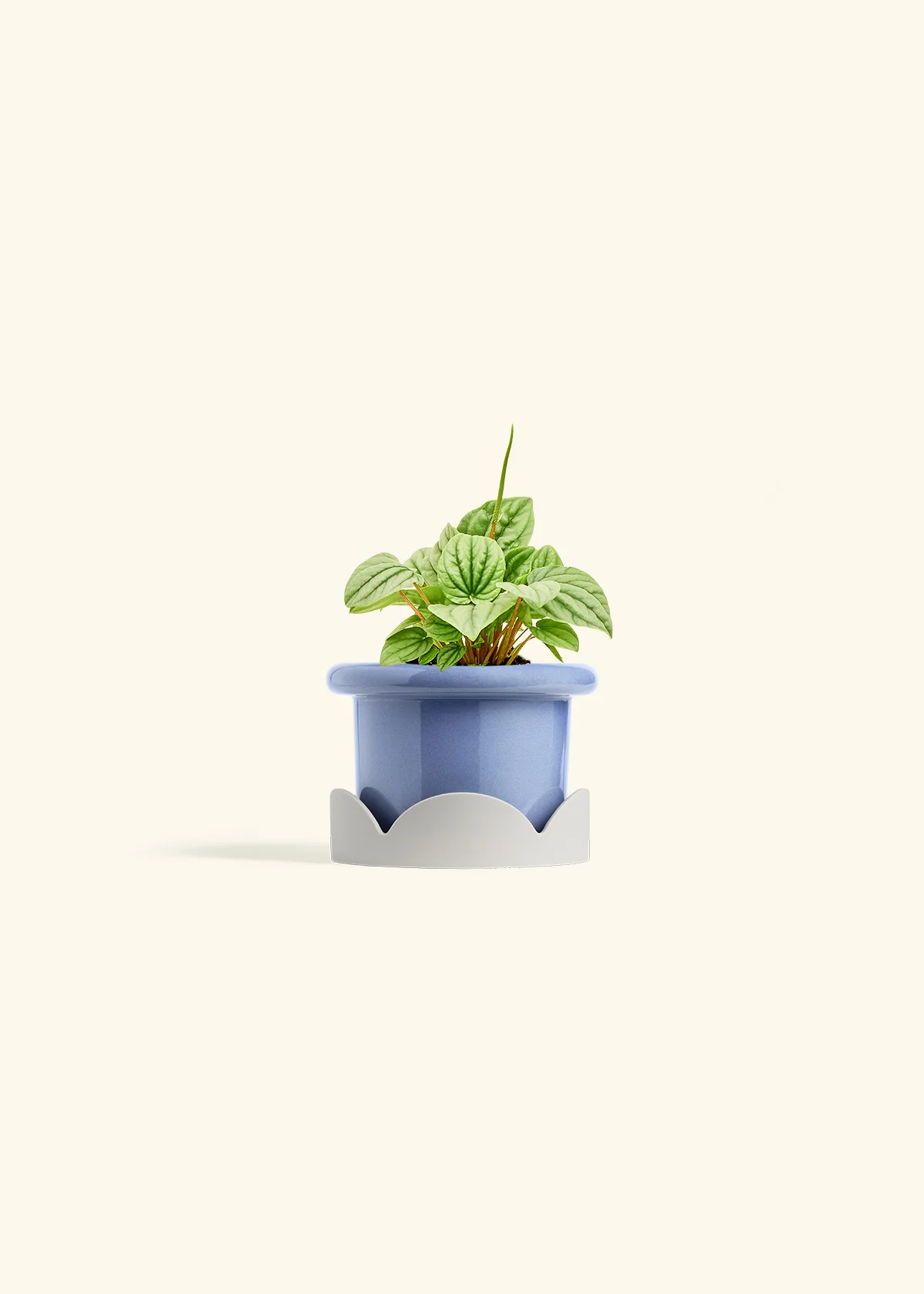 Peperomia 'Frost' - Image 9